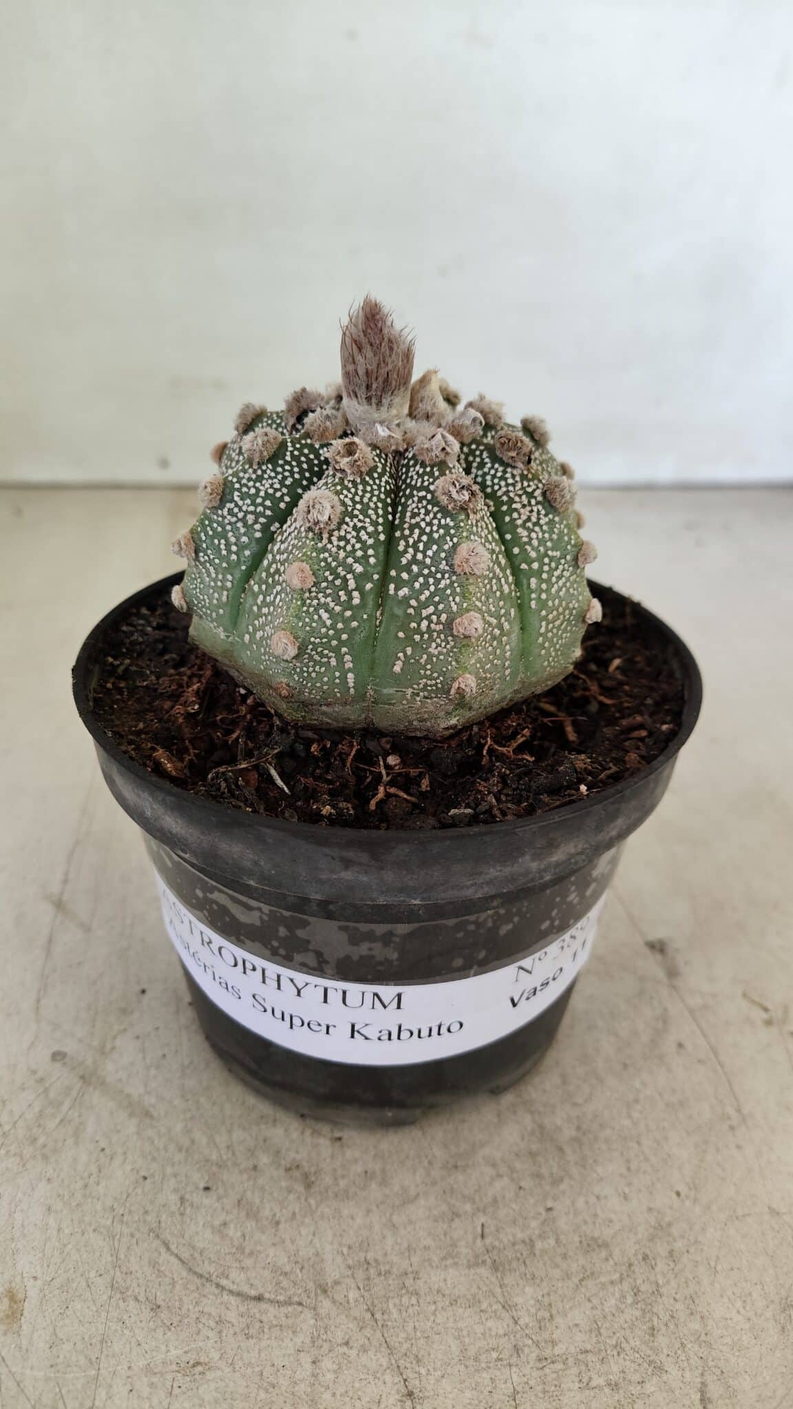 ASTROPHYTUM ASTERIAS SUPER KABUTO  Nº 389 - vaso 11 - foto 2