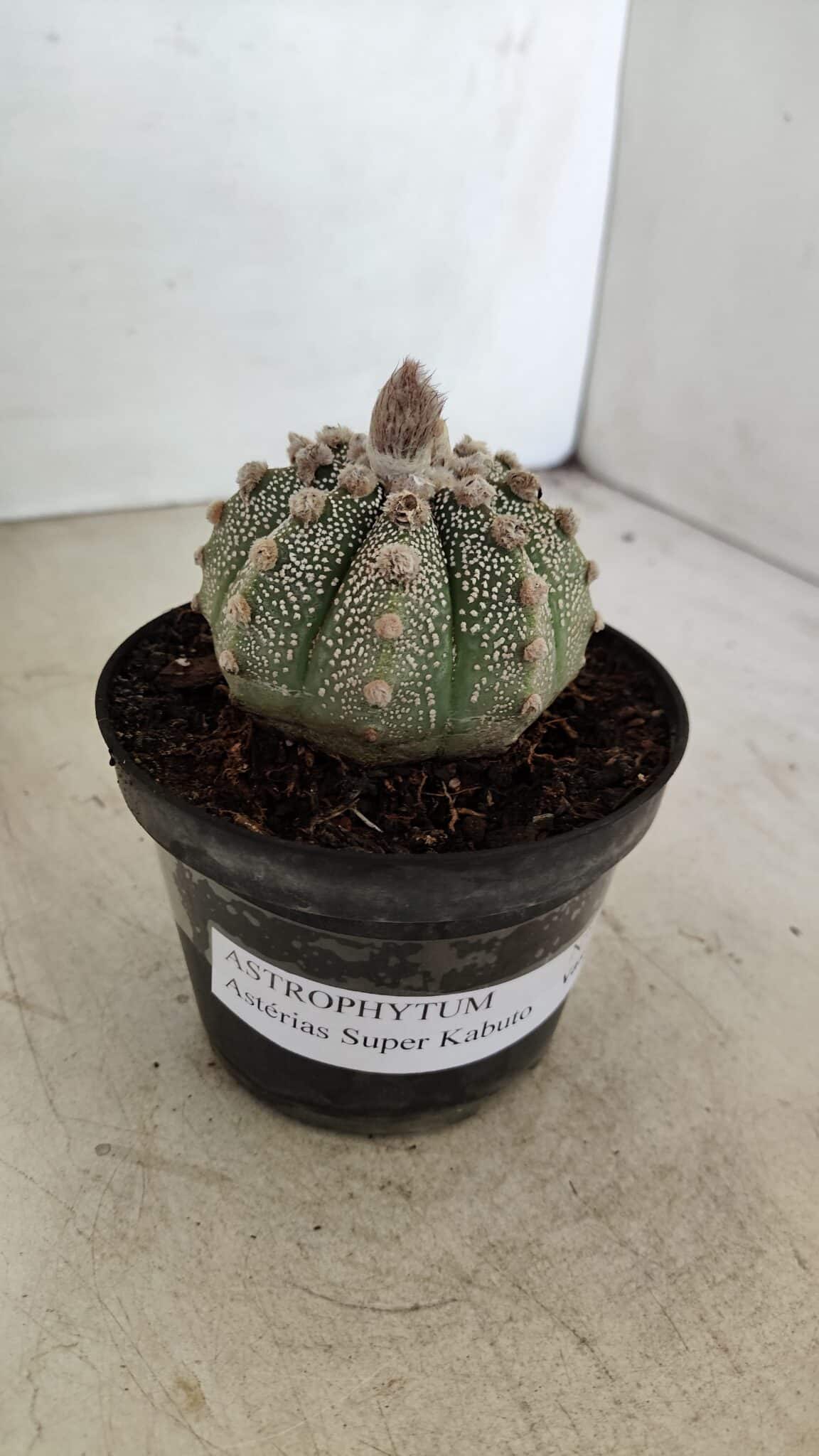 ASTROPHYTUM ASTERIAS SUPER KABUTO  Nº 389 - vaso 11 - foto 9