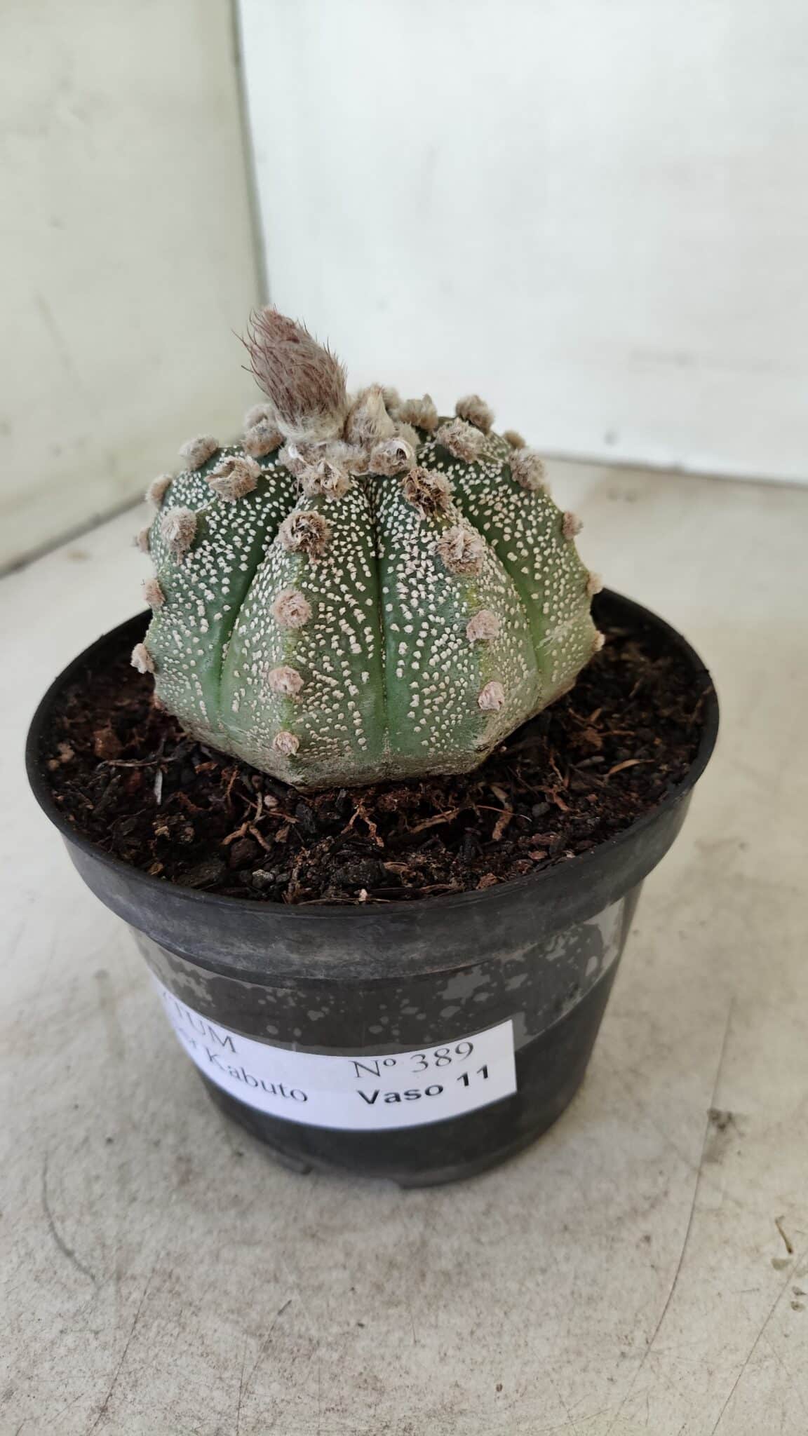ASTROPHYTUM ASTERIAS SUPER KABUTO  Nº 389 - vaso 11 - foto 8