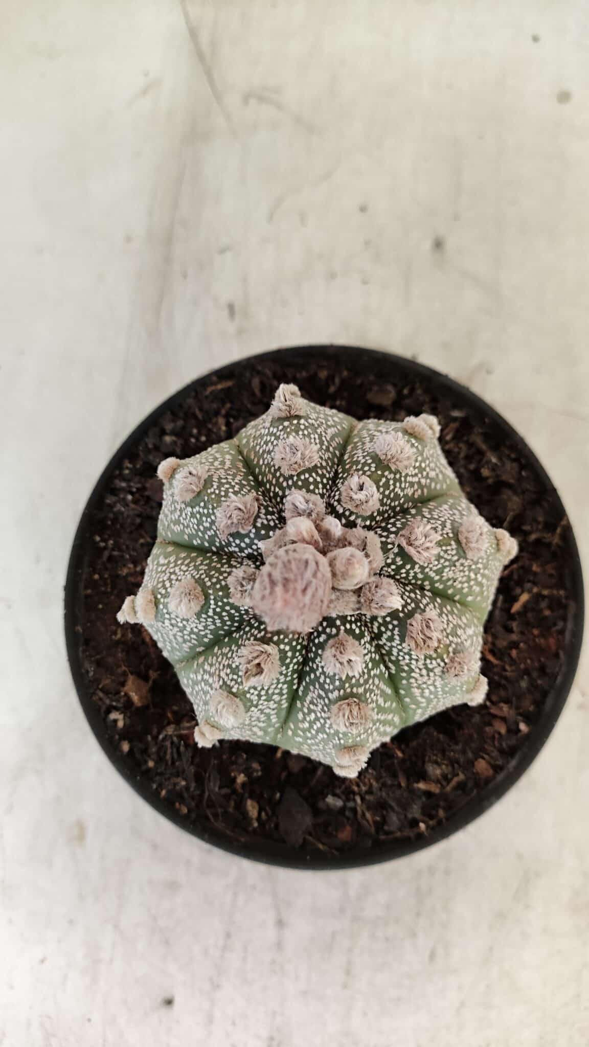 ASTROPHYTUM ASTERIAS SUPER KABUTO  Nº 389 - vaso 11 - foto 3