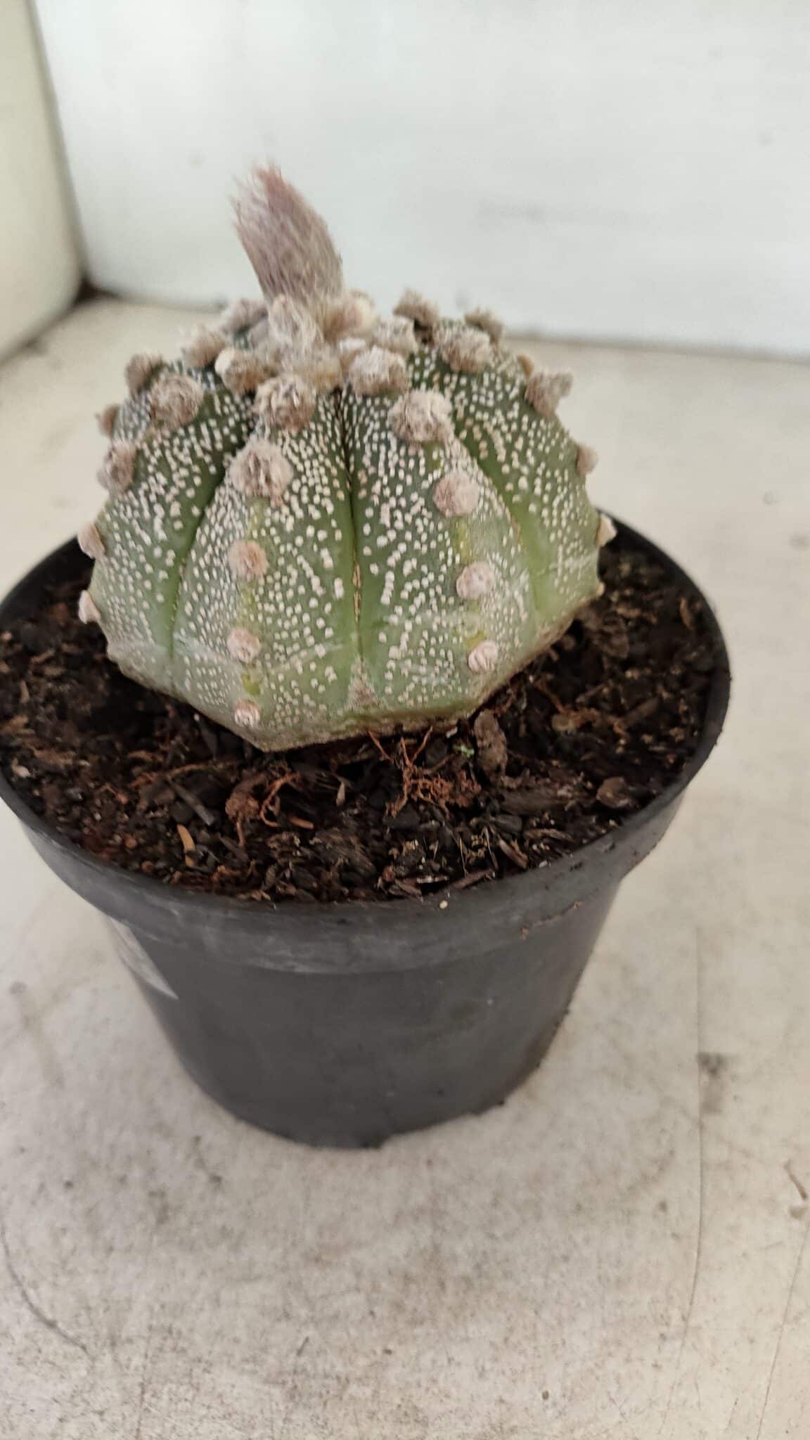 ASTROPHYTUM ASTERIAS SUPER KABUTO  Nº 389 - vaso 11 - foto 7