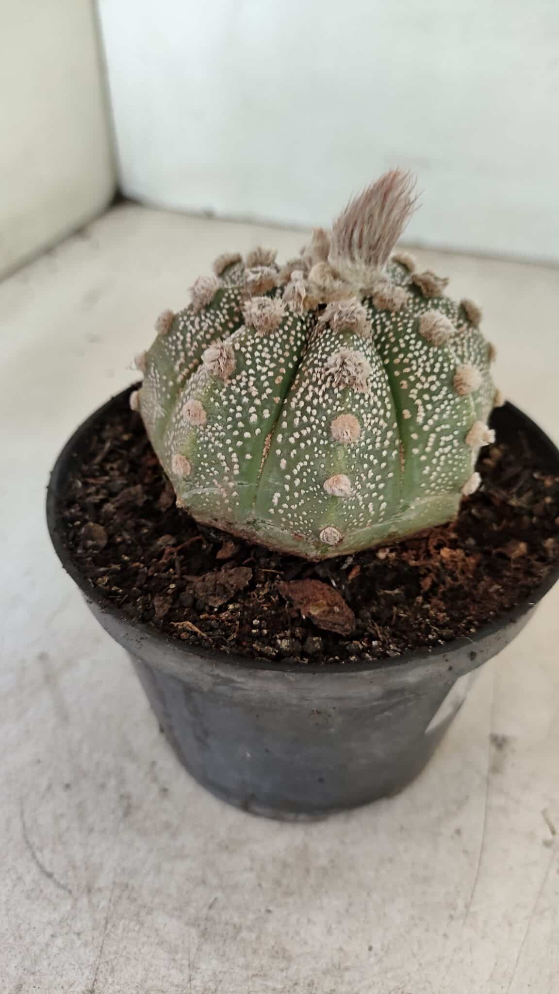 ASTROPHYTUM ASTERIAS SUPER KABUTO  Nº 389 - vaso 11 - foto 6