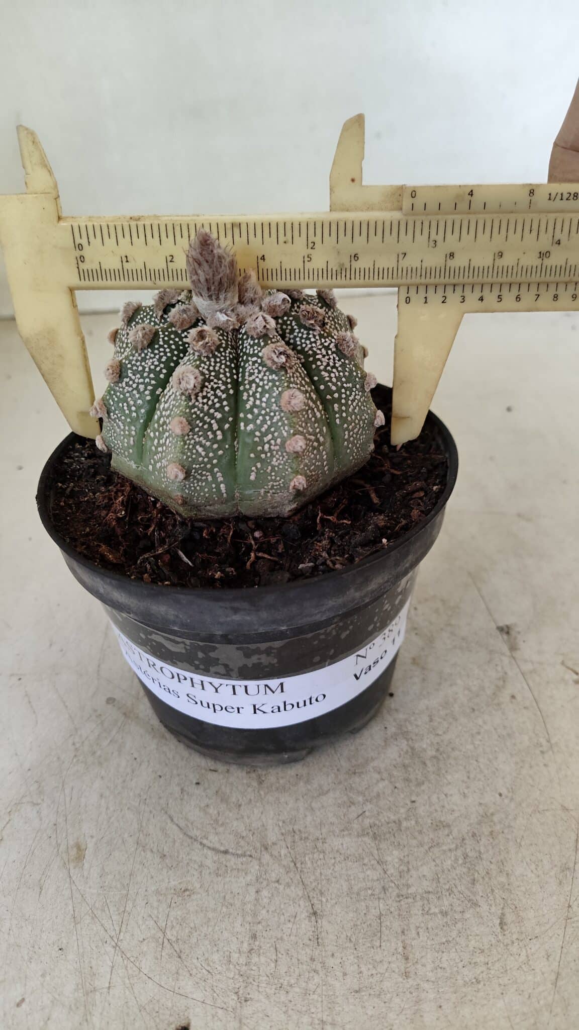 ASTROPHYTUM ASTERIAS SUPER KABUTO  Nº 389 - vaso 11 - foto 4