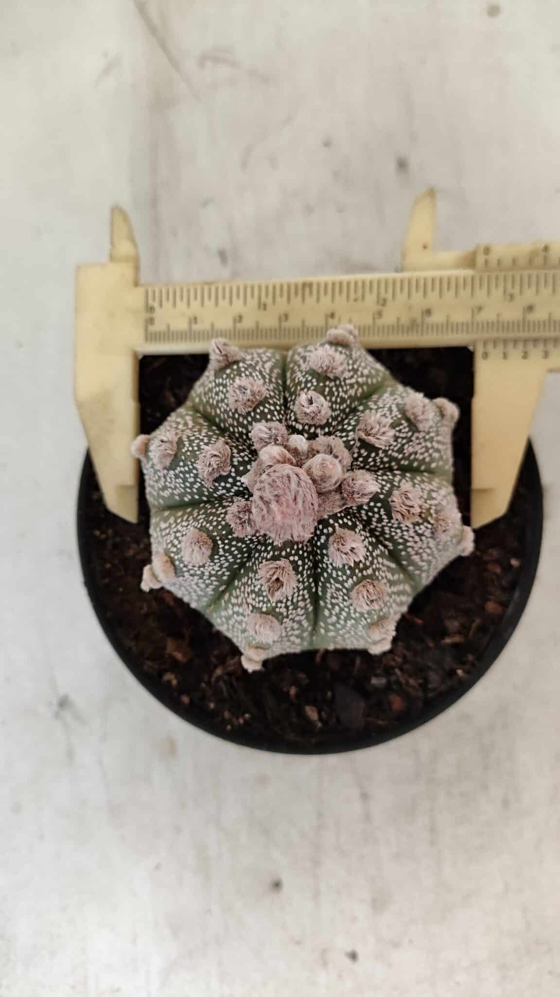 ASTROPHYTUM ASTERIAS SUPER KABUTO  Nº 389 - vaso 11 - foto 5