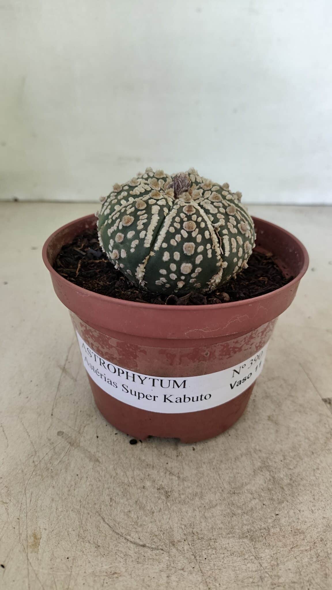 ASTROPHYTUM ASTERIAS SUPER KABUTO  Nº 390 - vaso 11 - foto 2