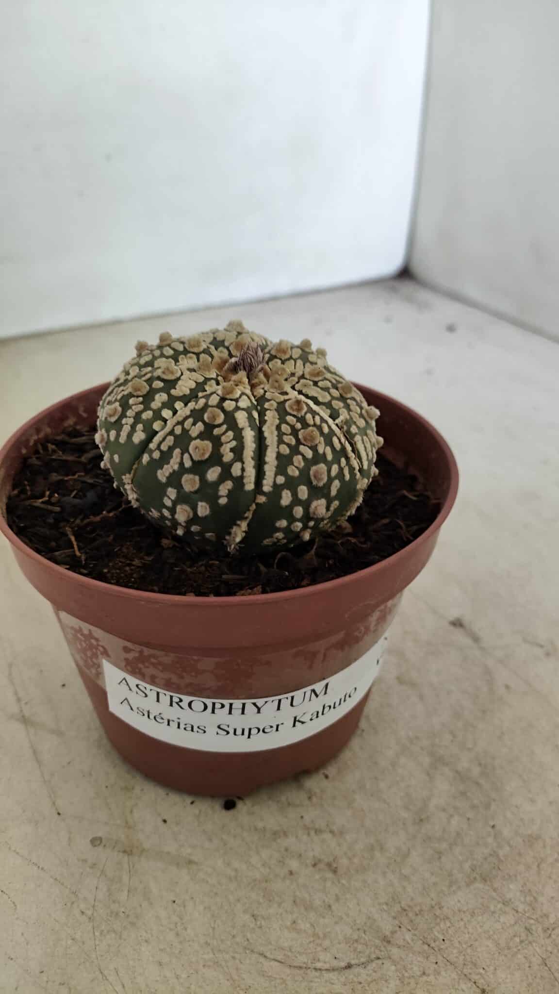 ASTROPHYTUM ASTERIAS SUPER KABUTO  Nº 390 - vaso 11 - foto 9