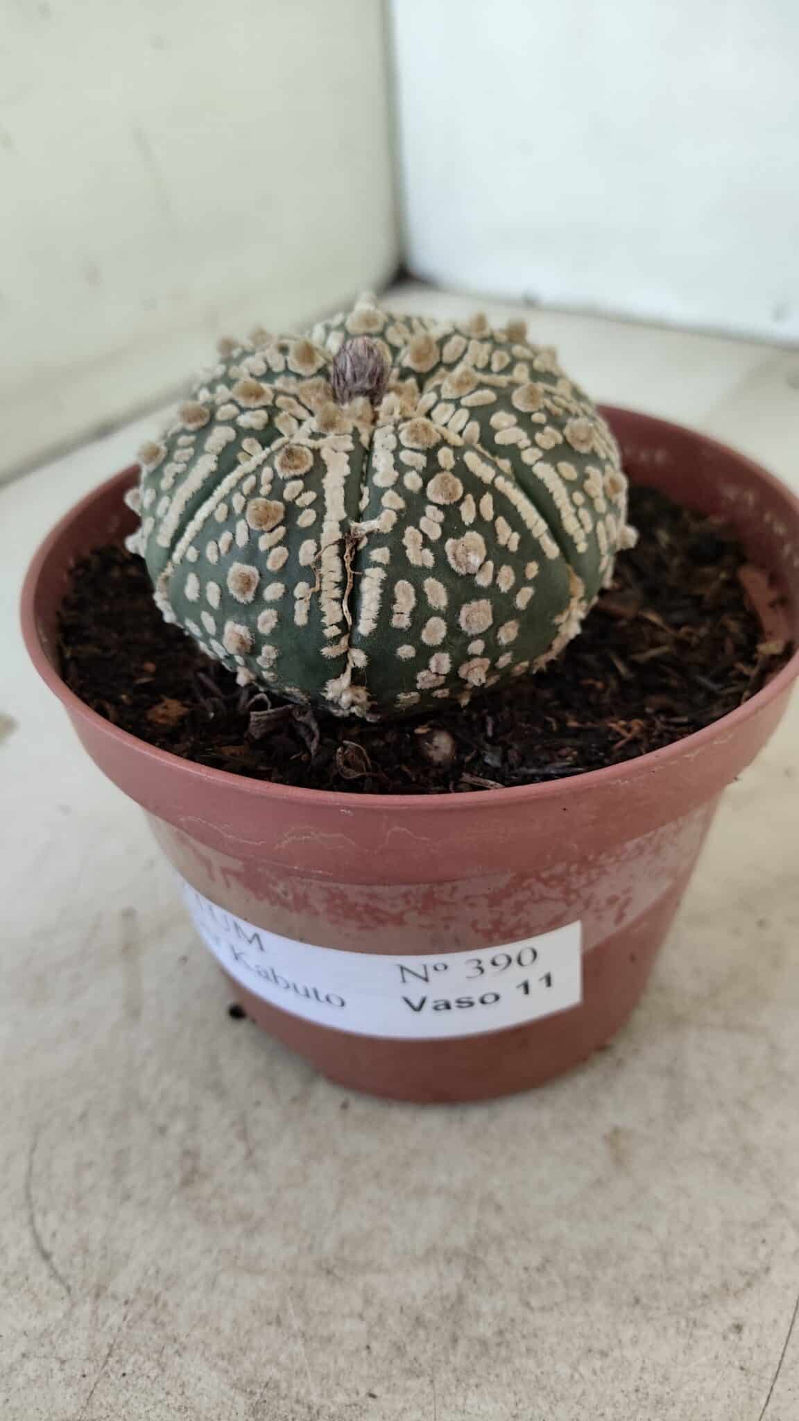 ASTROPHYTUM ASTERIAS SUPER KABUTO  Nº 390 - vaso 11 - foto 8
