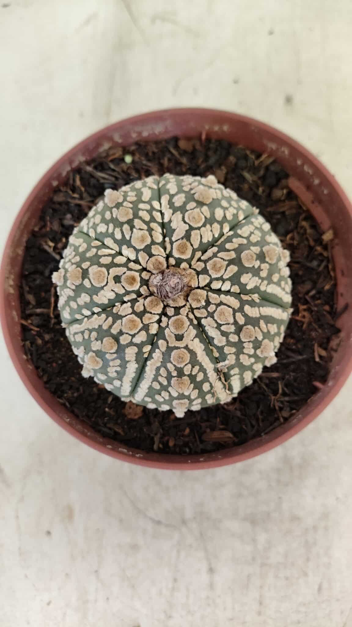 ASTROPHYTUM ASTERIAS SUPER KABUTO  Nº 390 - vaso 11 - foto 3