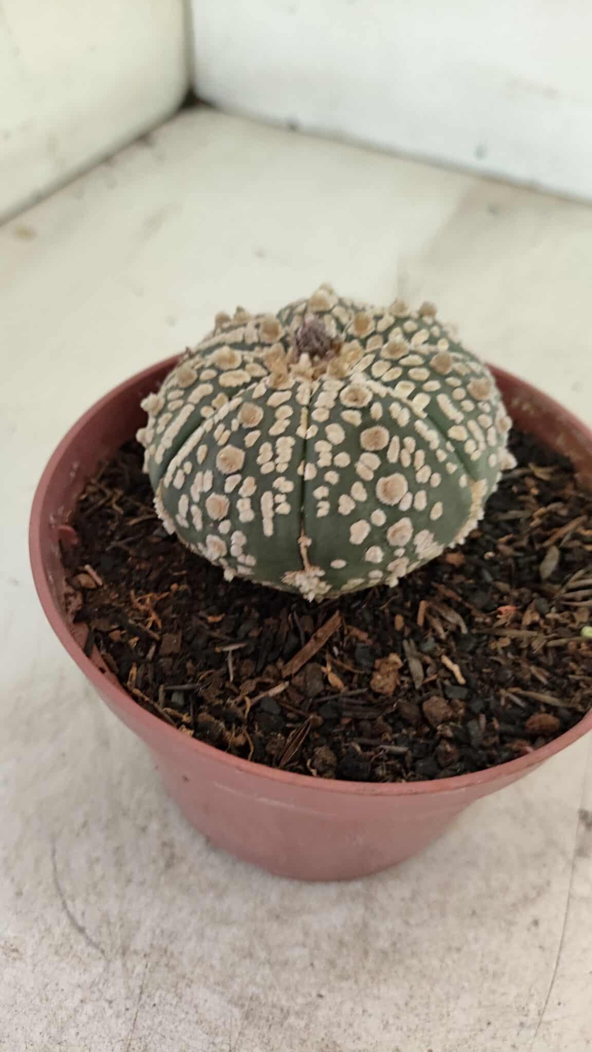 ASTROPHYTUM ASTERIAS SUPER KABUTO  Nº 390 - vaso 11 - foto 7