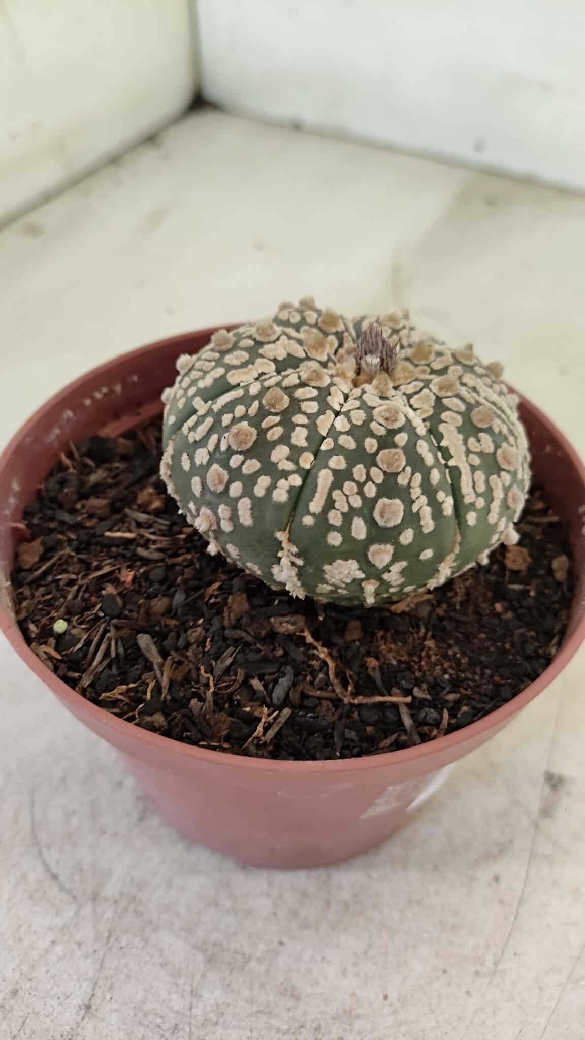 ASTROPHYTUM ASTERIAS SUPER KABUTO  Nº 390 - vaso 11 - foto 6