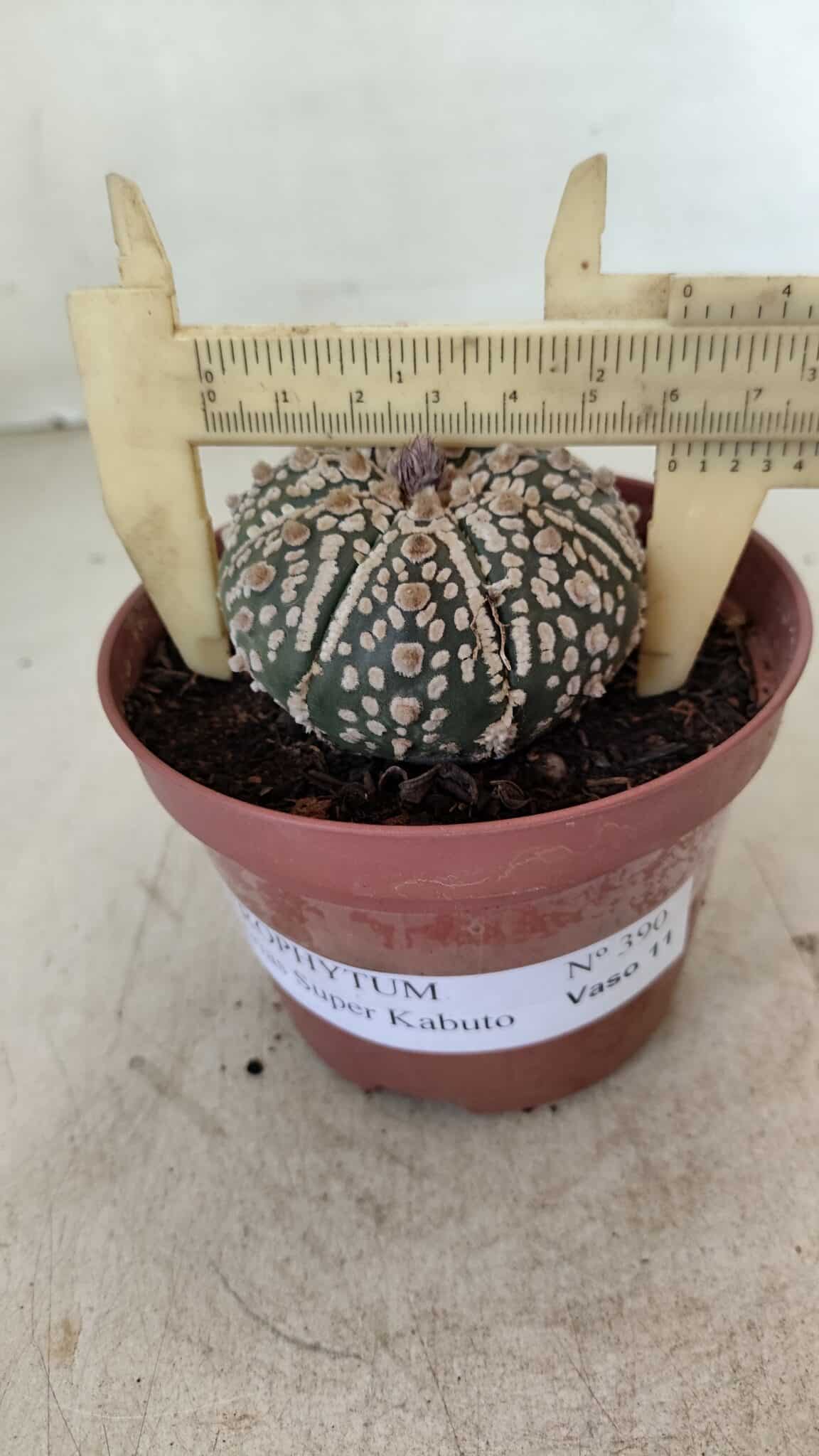 ASTROPHYTUM ASTERIAS SUPER KABUTO  Nº 390 - vaso 11 - foto 4