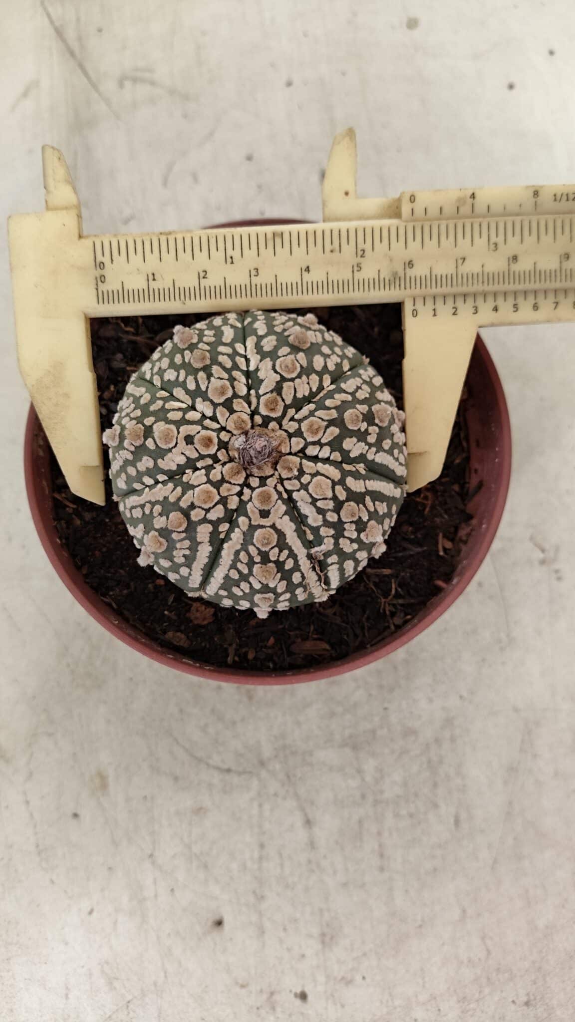 ASTROPHYTUM ASTERIAS SUPER KABUTO  Nº 390 - vaso 11 - foto 5