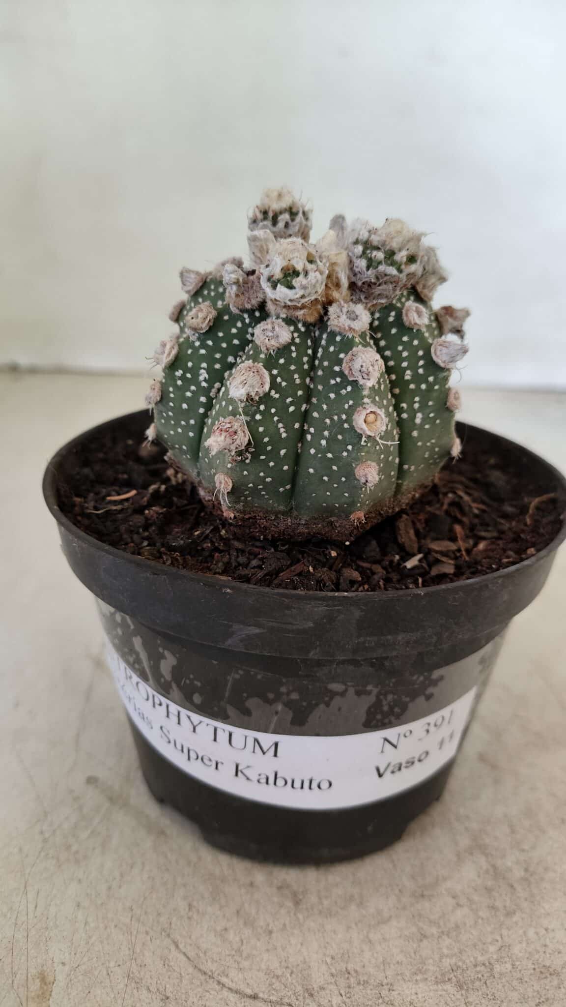 ASTROPHYTUM ASTERIAS SUPER KABUTO  Nº 391 - vaso 11 - foto 2