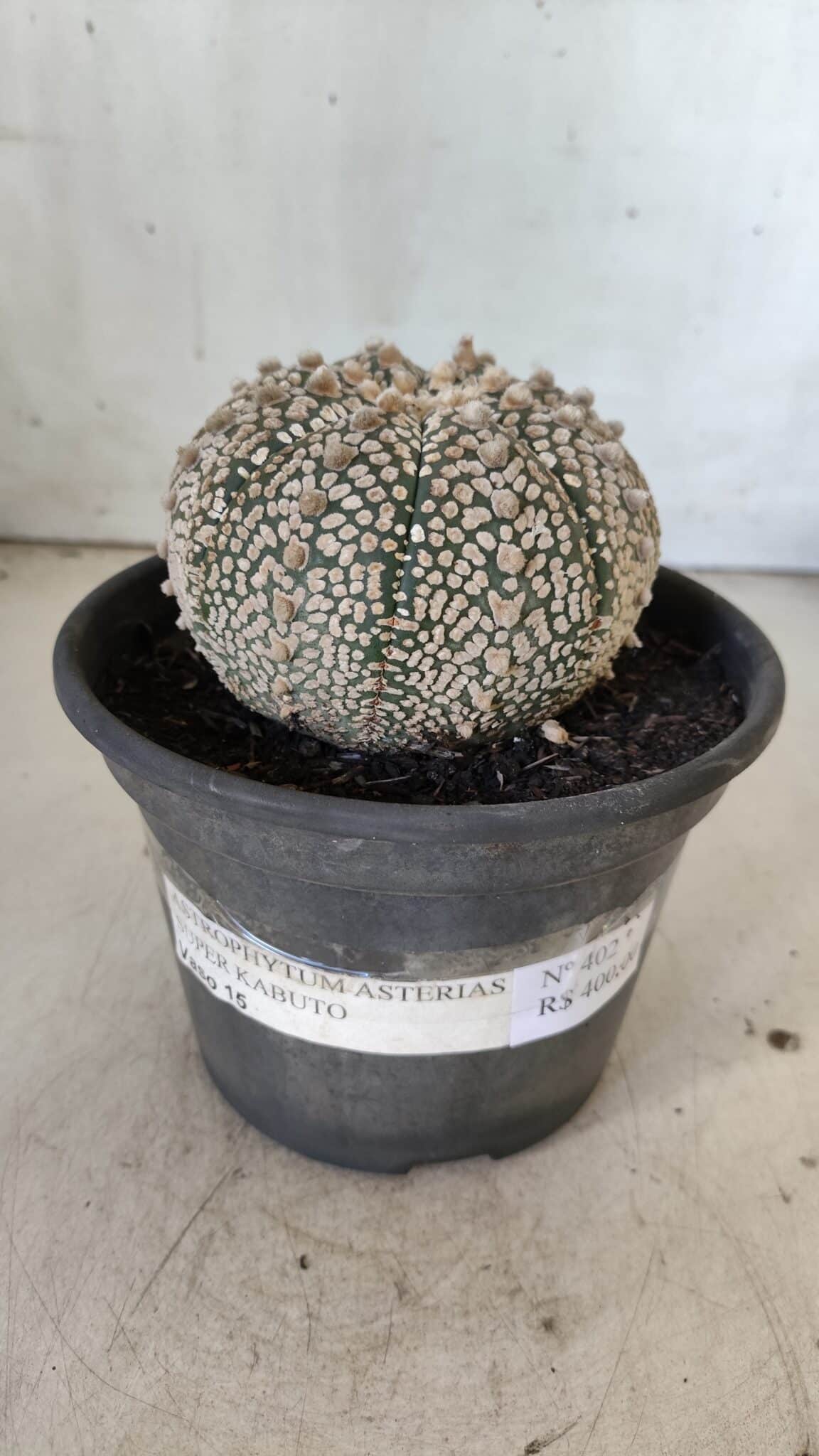 ASTROPHYTUM ASTERIAS SUPER KABUTO Nº 402 – vaso 15