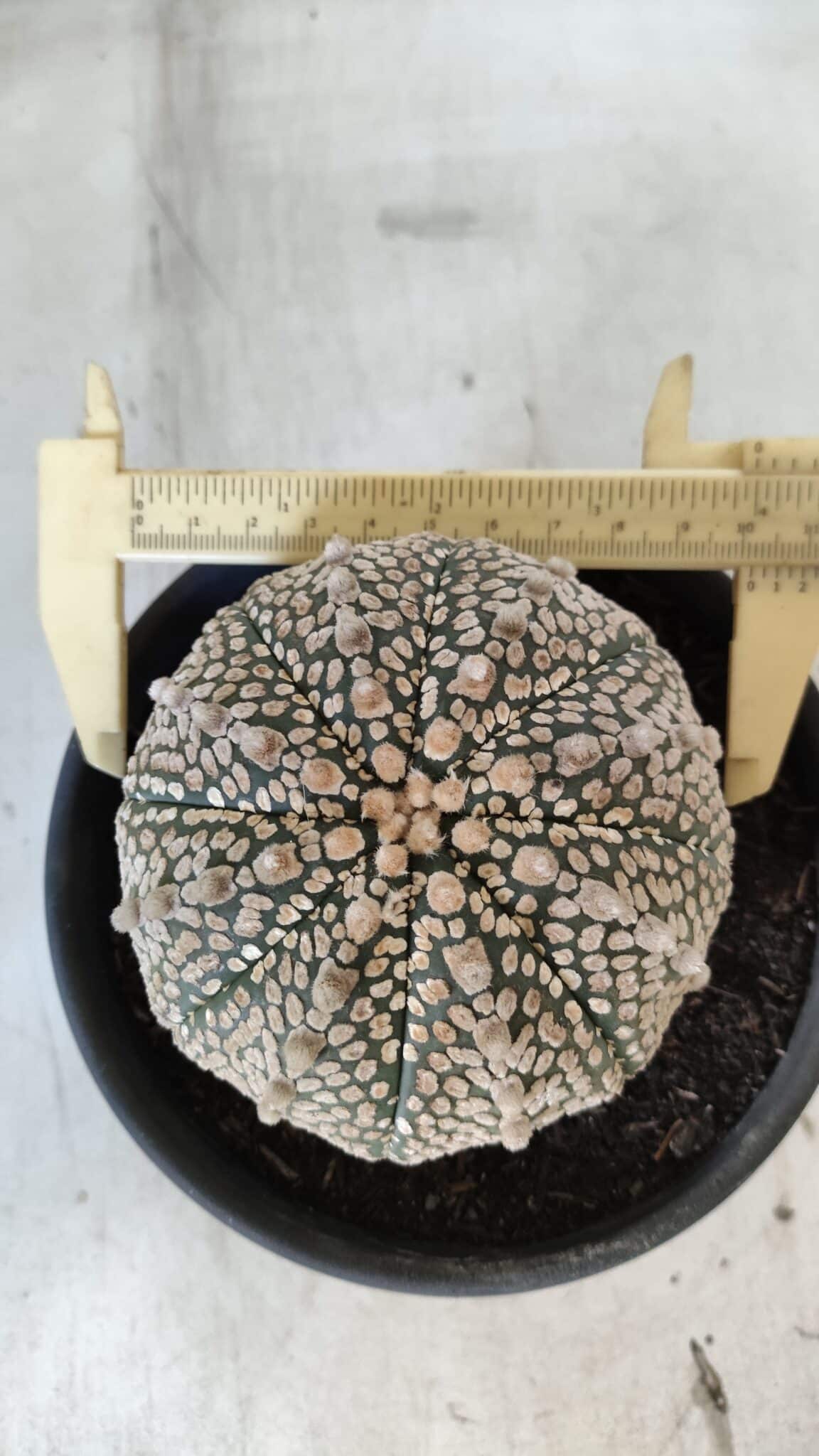 ASTROPHYTUM ASTERIAS SUPER KABUTO Nº 402 – vaso 15