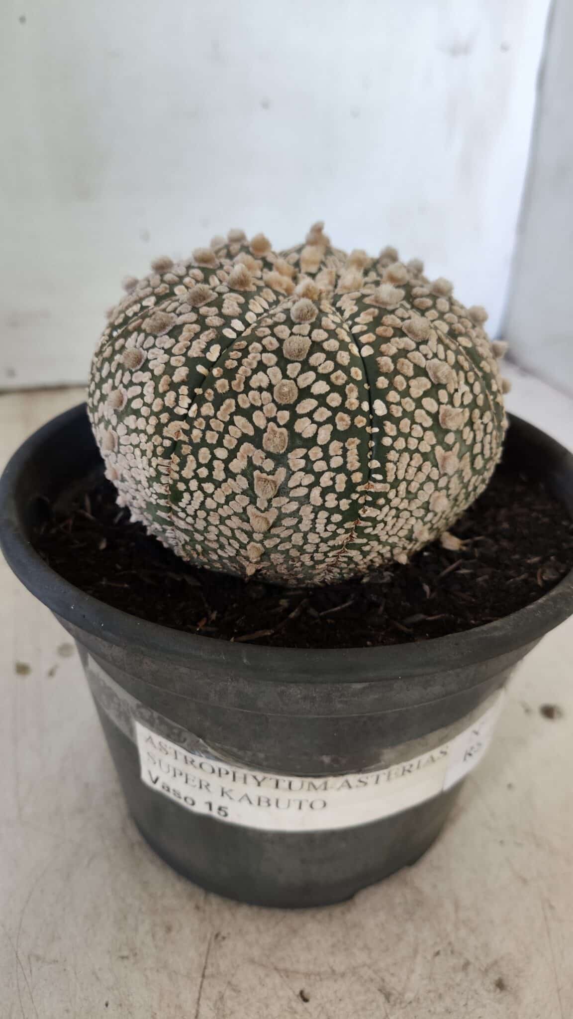 ASTROPHYTUM ASTERIAS SUPER KABUTO Nº 402 – vaso 15