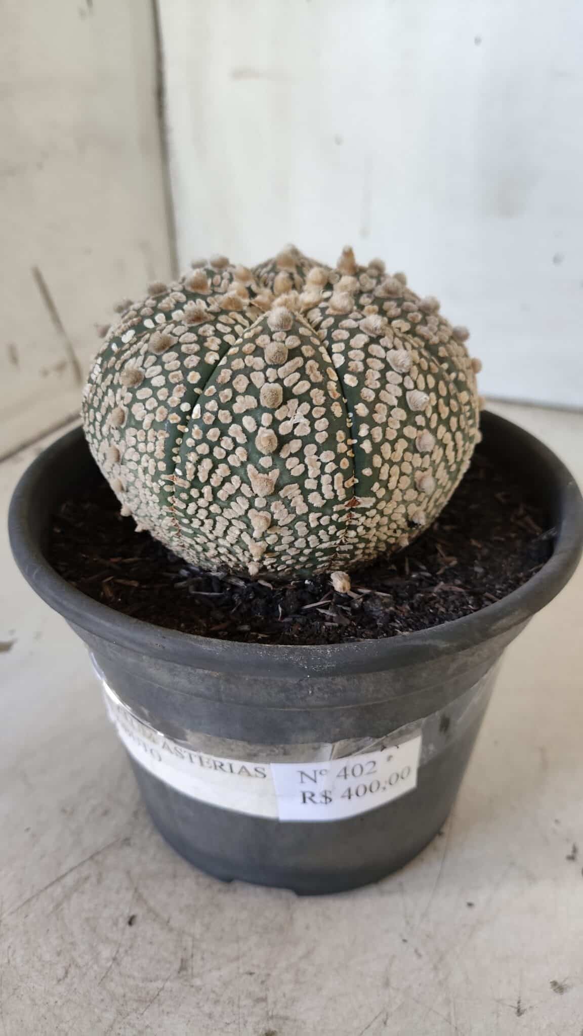 ASTROPHYTUM ASTERIAS SUPER KABUTO Nº 402 – vaso 15