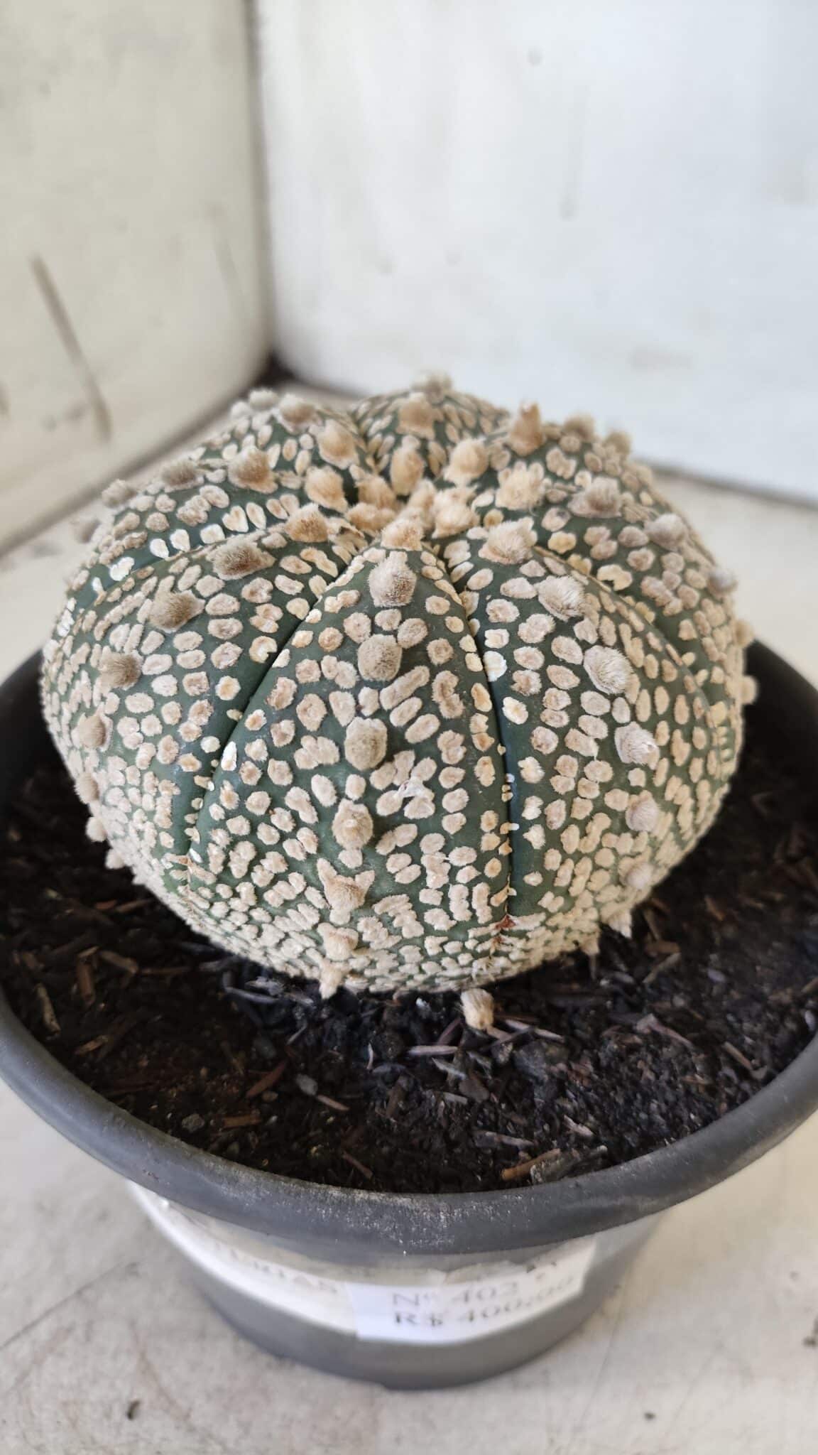 ASTROPHYTUM ASTERIAS SUPER KABUTO Nº 402 – vaso 15