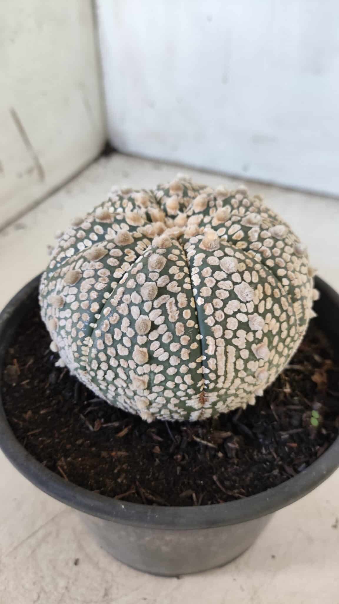 ASTROPHYTUM ASTERIAS SUPER KABUTO Nº 402 – vaso 15