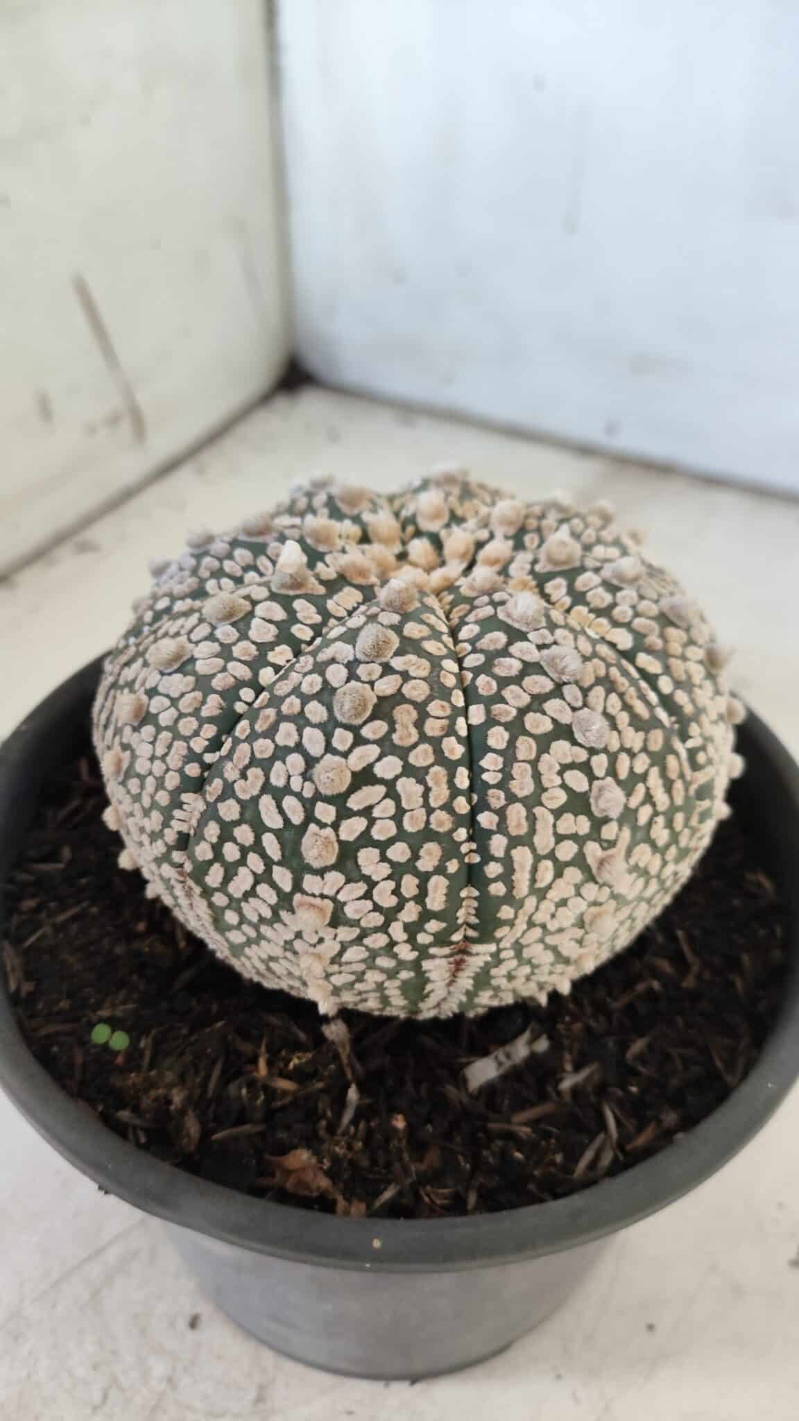 ASTROPHYTUM ASTERIAS SUPER KABUTO Nº 402 – vaso 15