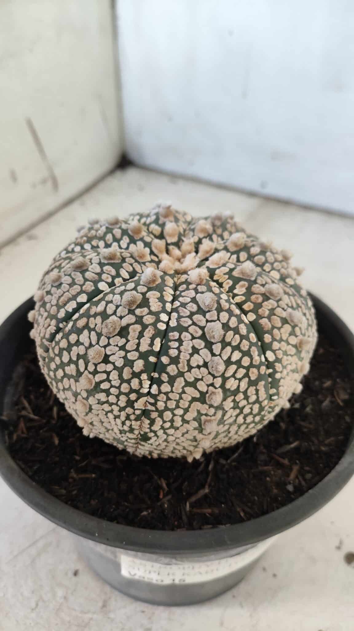 ASTROPHYTUM ASTERIAS SUPER KABUTO Nº 402 – vaso 15