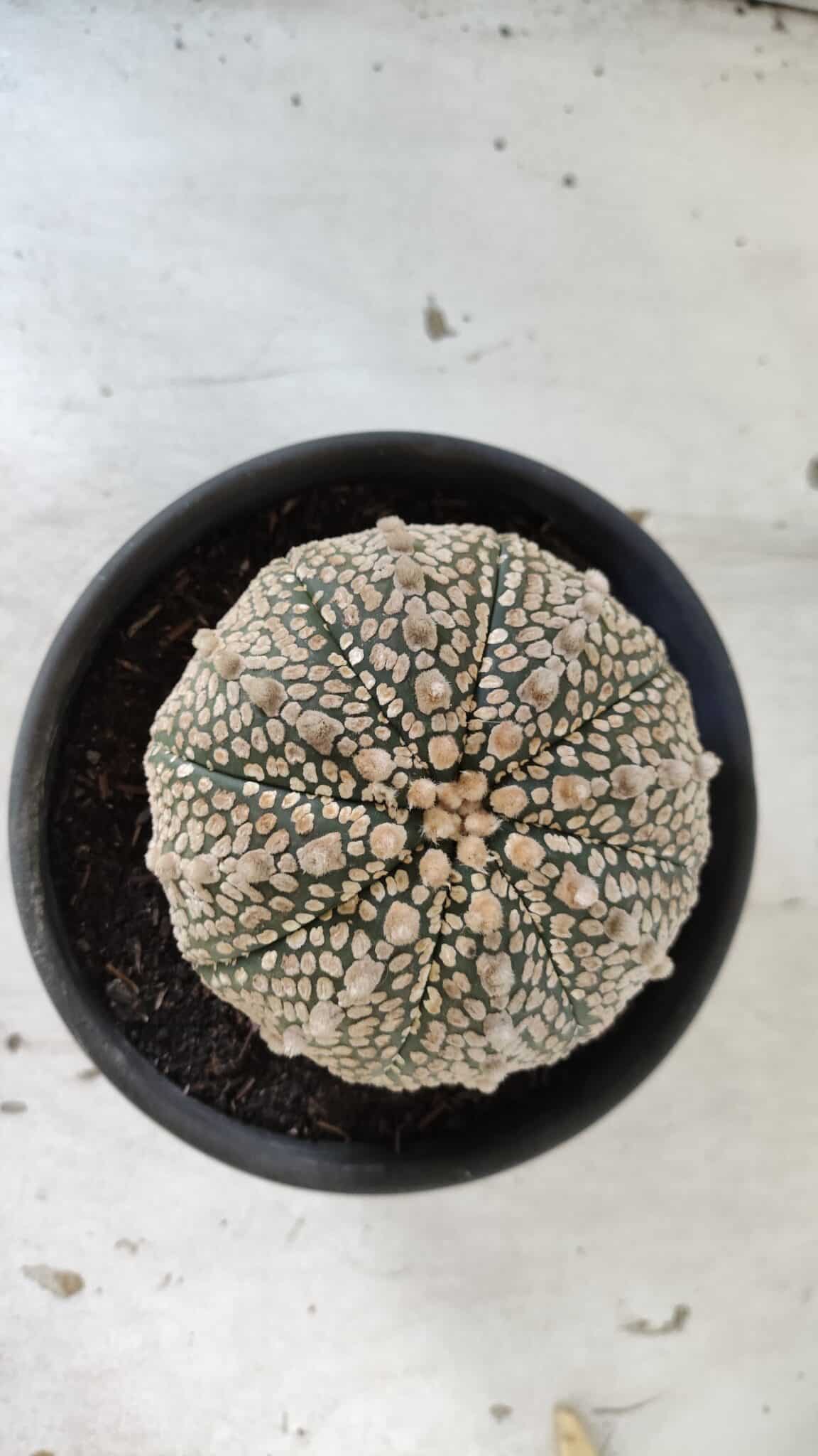 ASTROPHYTUM ASTERIAS SUPER KABUTO Nº 402 – vaso 15