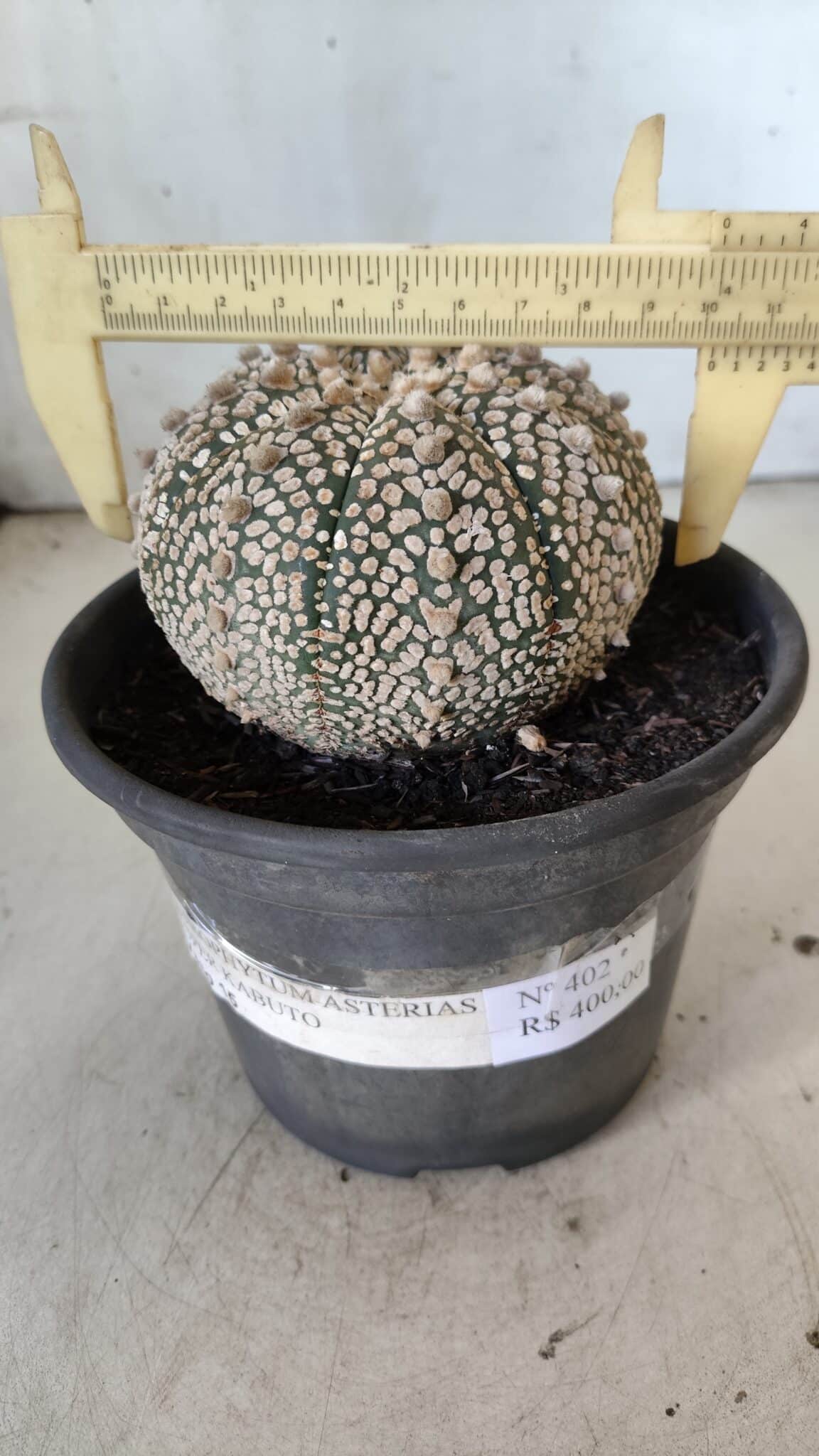 ASTROPHYTUM ASTERIAS SUPER KABUTO Nº 402 – vaso 15