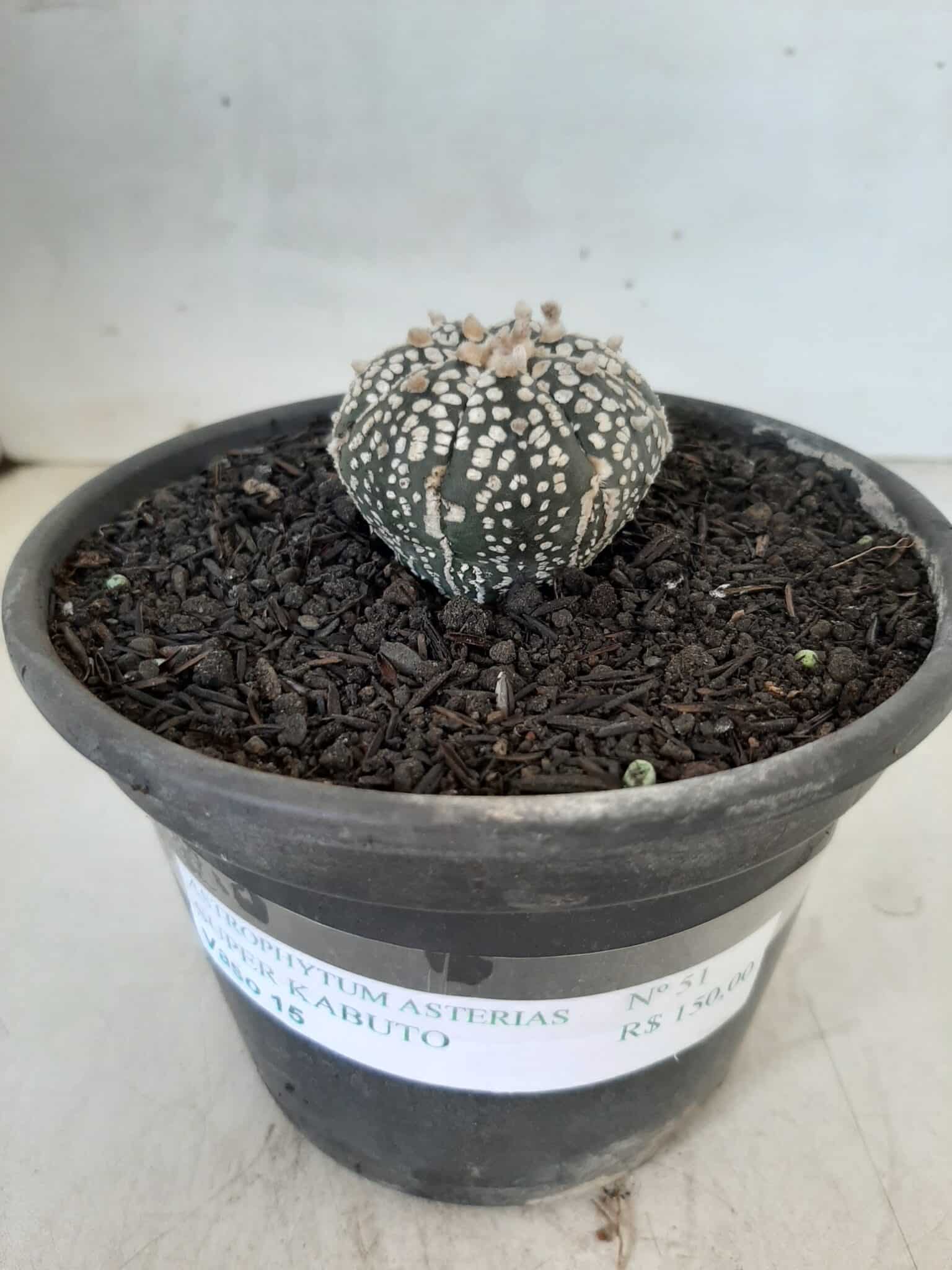 MATRIZ ASTROPHYTUM ASTERIAS SUPER KABUTO  Nº 51 - vaso 15