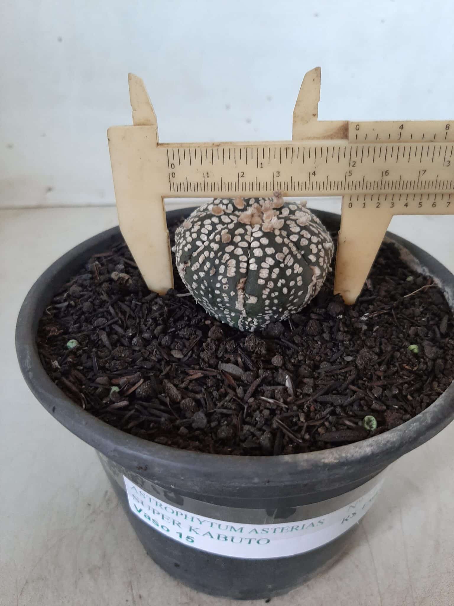 MATRIZ ASTROPHYTUM ASTERIAS SUPER KABUTO  Nº 51 - vaso 15