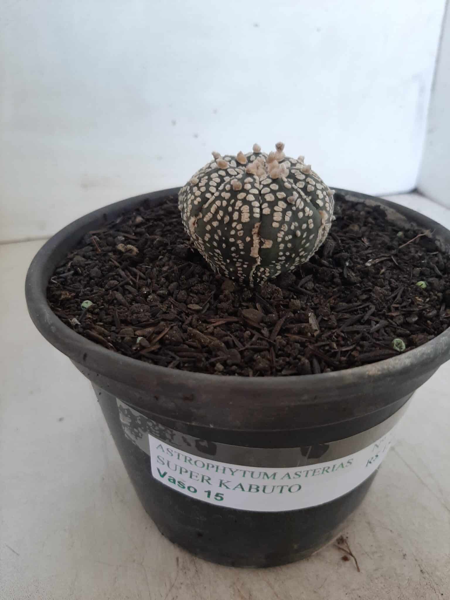 MATRIZ ASTROPHYTUM ASTERIAS SUPER KABUTO  Nº 51 - vaso 15