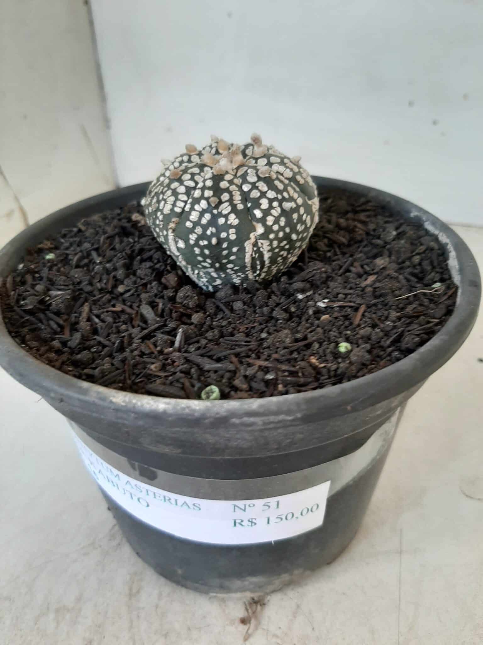 MATRIZ ASTROPHYTUM ASTERIAS SUPER KABUTO  Nº 51 - vaso 15