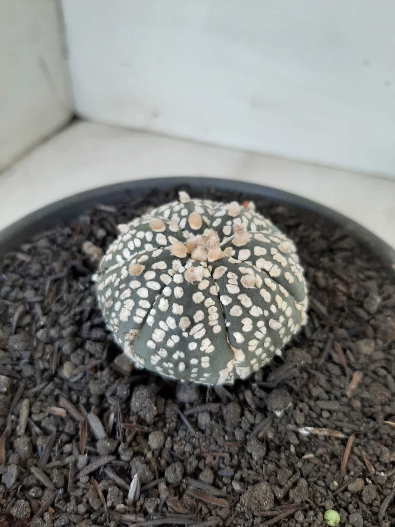 MATRIZ ASTROPHYTUM ASTERIAS SUPER KABUTO  Nº 51 - vaso 15