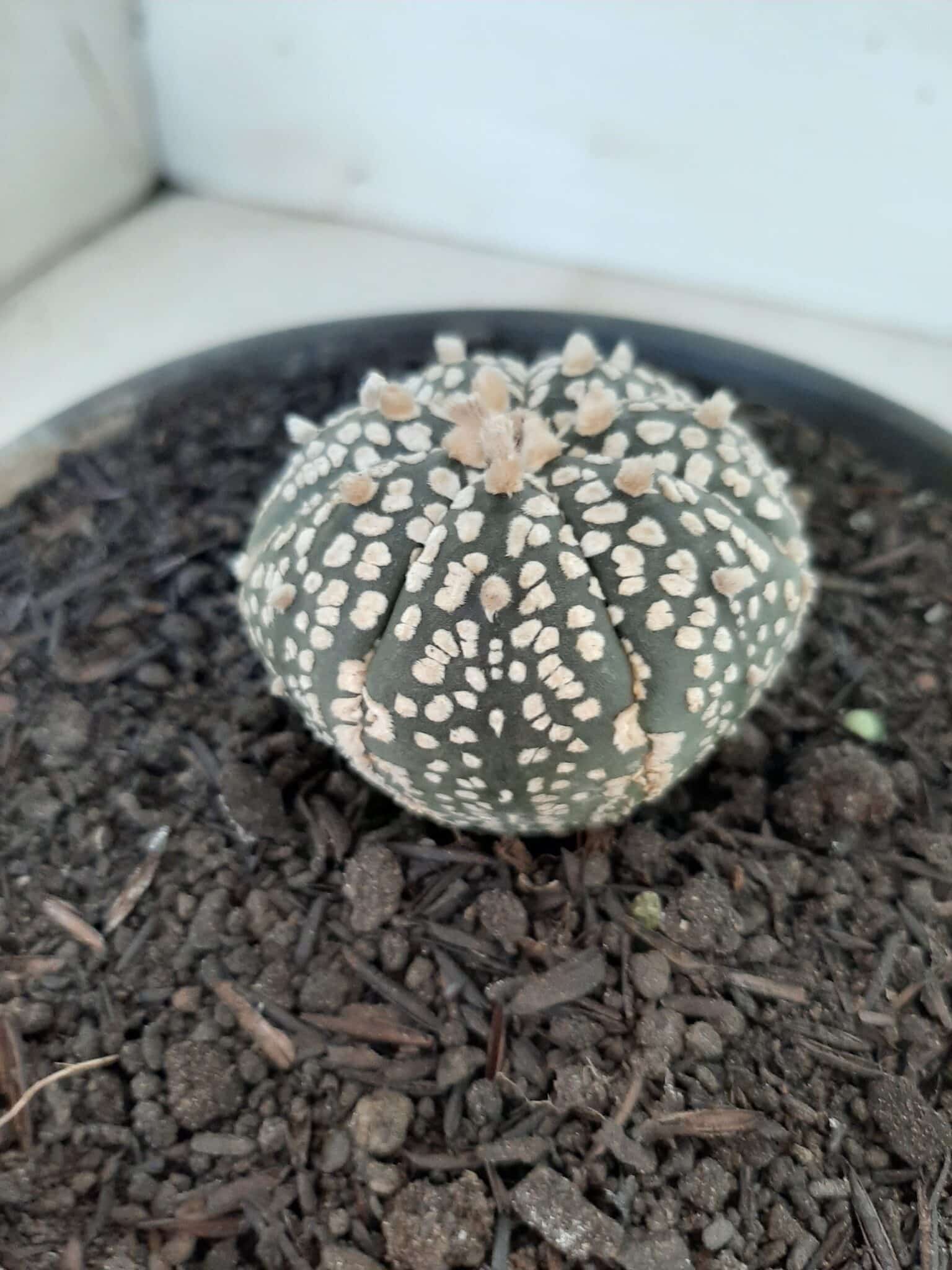 MATRIZ ASTROPHYTUM ASTERIAS SUPER KABUTO  Nº 51 - vaso 15