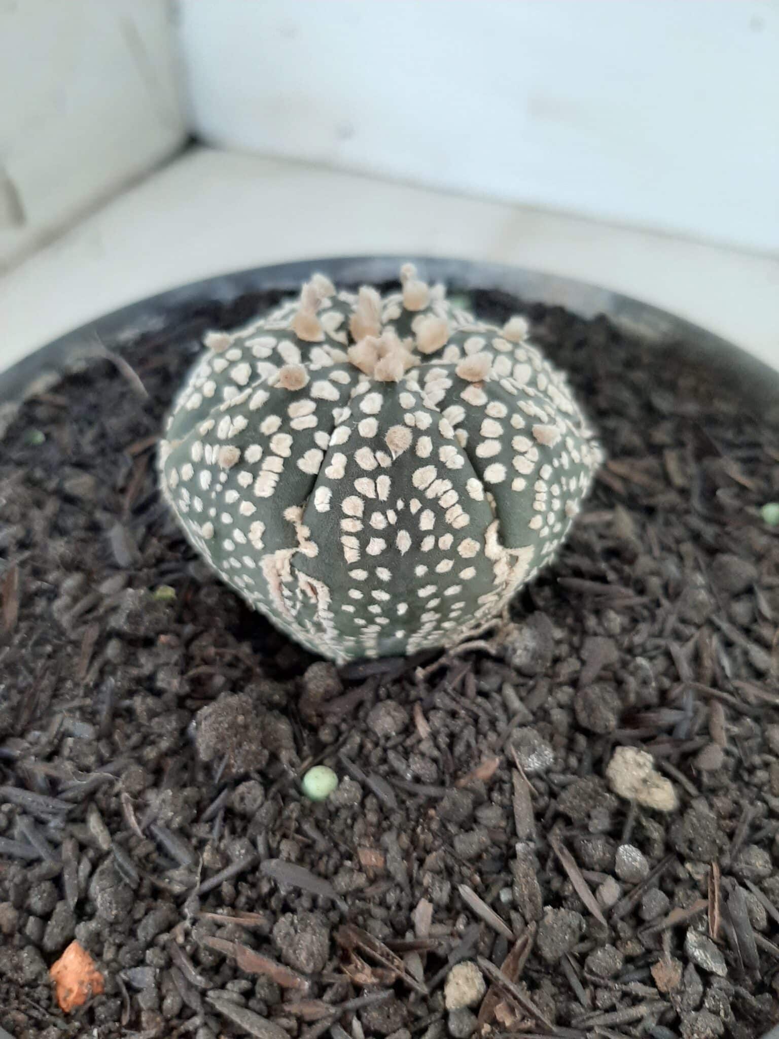 MATRIZ ASTROPHYTUM ASTERIAS SUPER KABUTO  Nº 51 - vaso 15