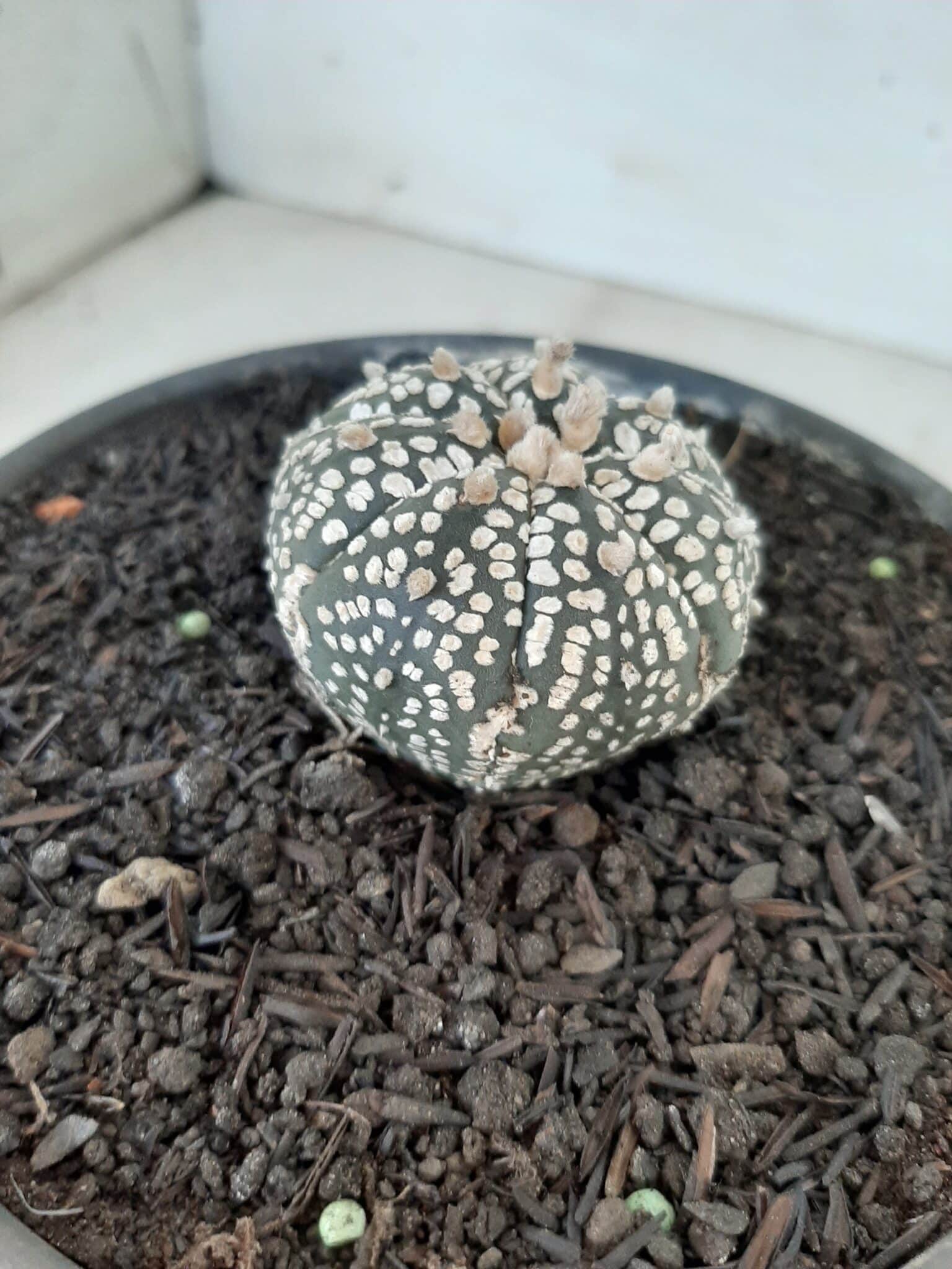 MATRIZ ASTROPHYTUM ASTERIAS SUPER KABUTO  Nº 51 - vaso 15