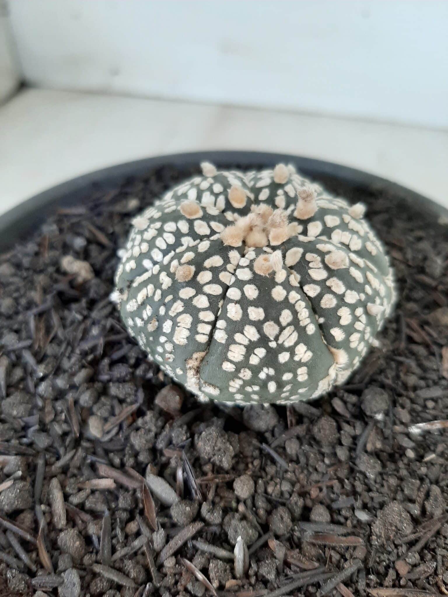 MATRIZ ASTROPHYTUM ASTERIAS SUPER KABUTO  Nº 51 - vaso 15