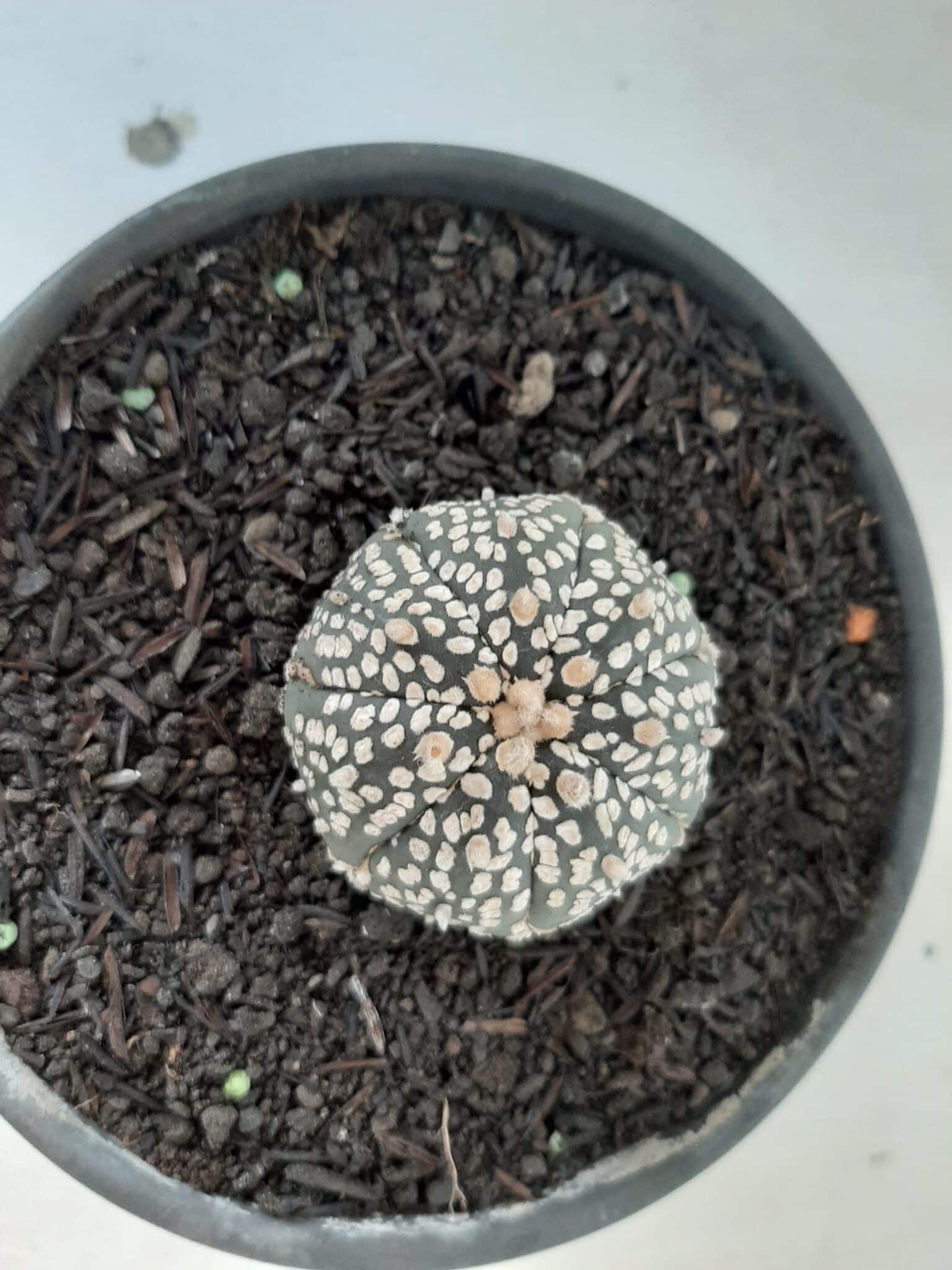 MATRIZ ASTROPHYTUM ASTERIAS SUPER KABUTO  Nº 51 - vaso 15