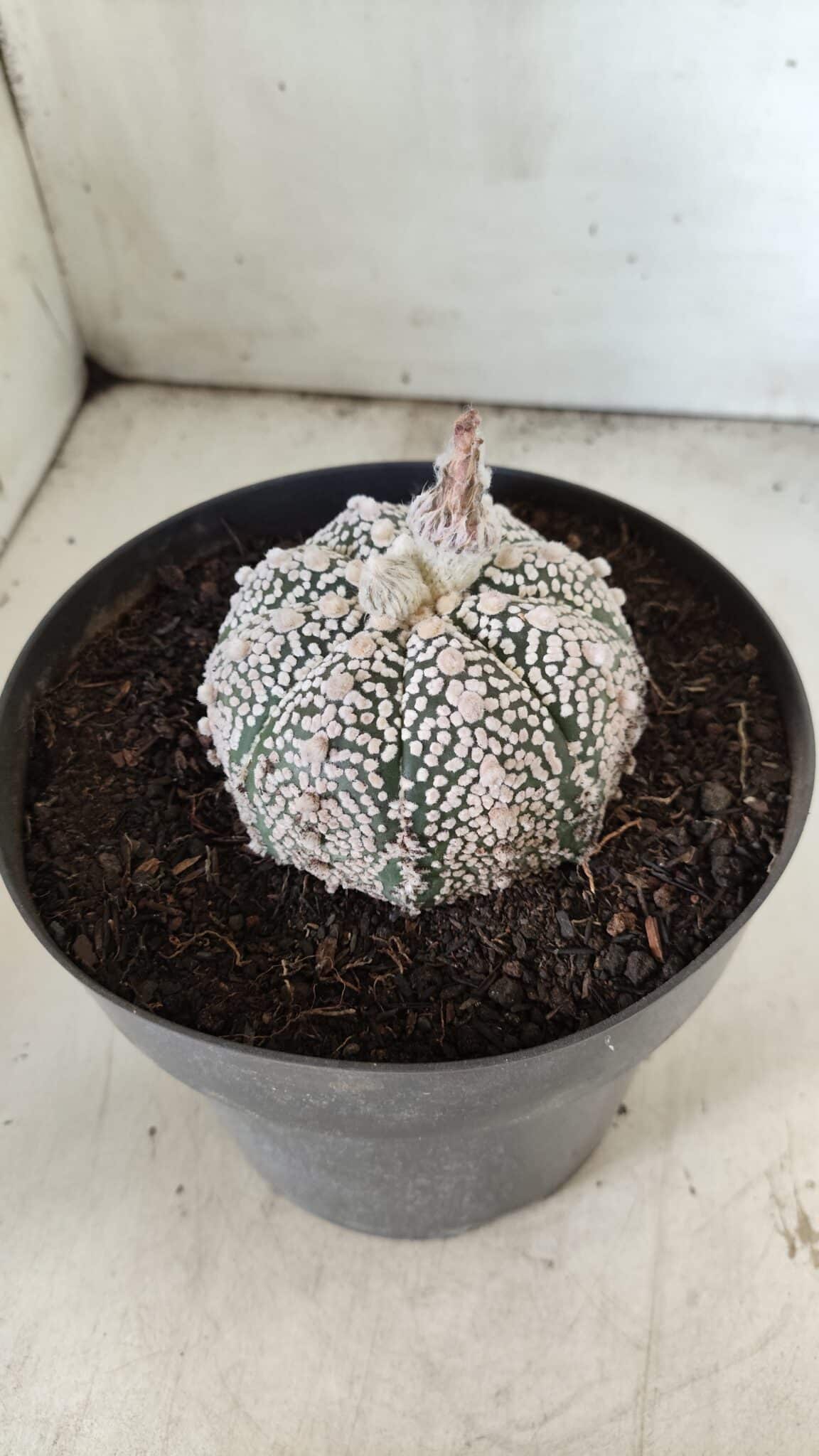 MATRIZ ASTROPHYTUM ASTERIAS SUPER KABUTO Nº 71 – vaso 17