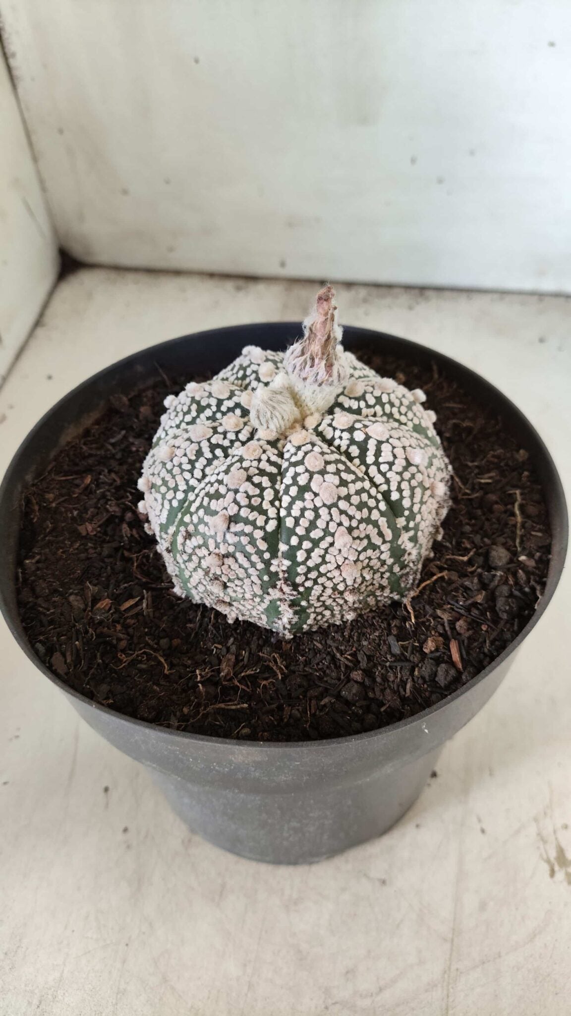 MATRIZ ASTROPHYTUM ASTERIAS SUPER KABUTO Nº 71 – vaso 17