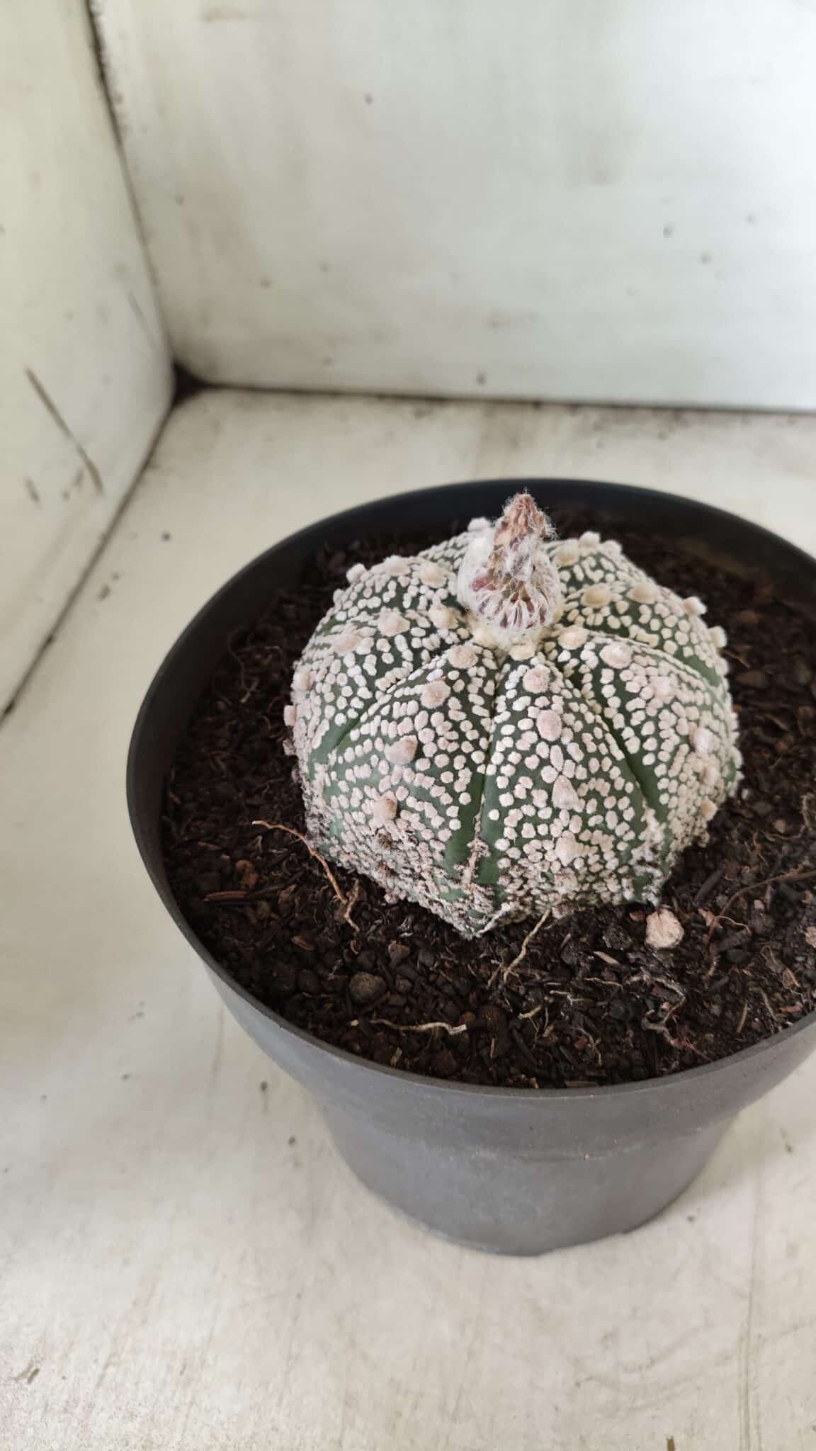 MATRIZ ASTROPHYTUM ASTERIAS SUPER KABUTO Nº 71 – vaso 17