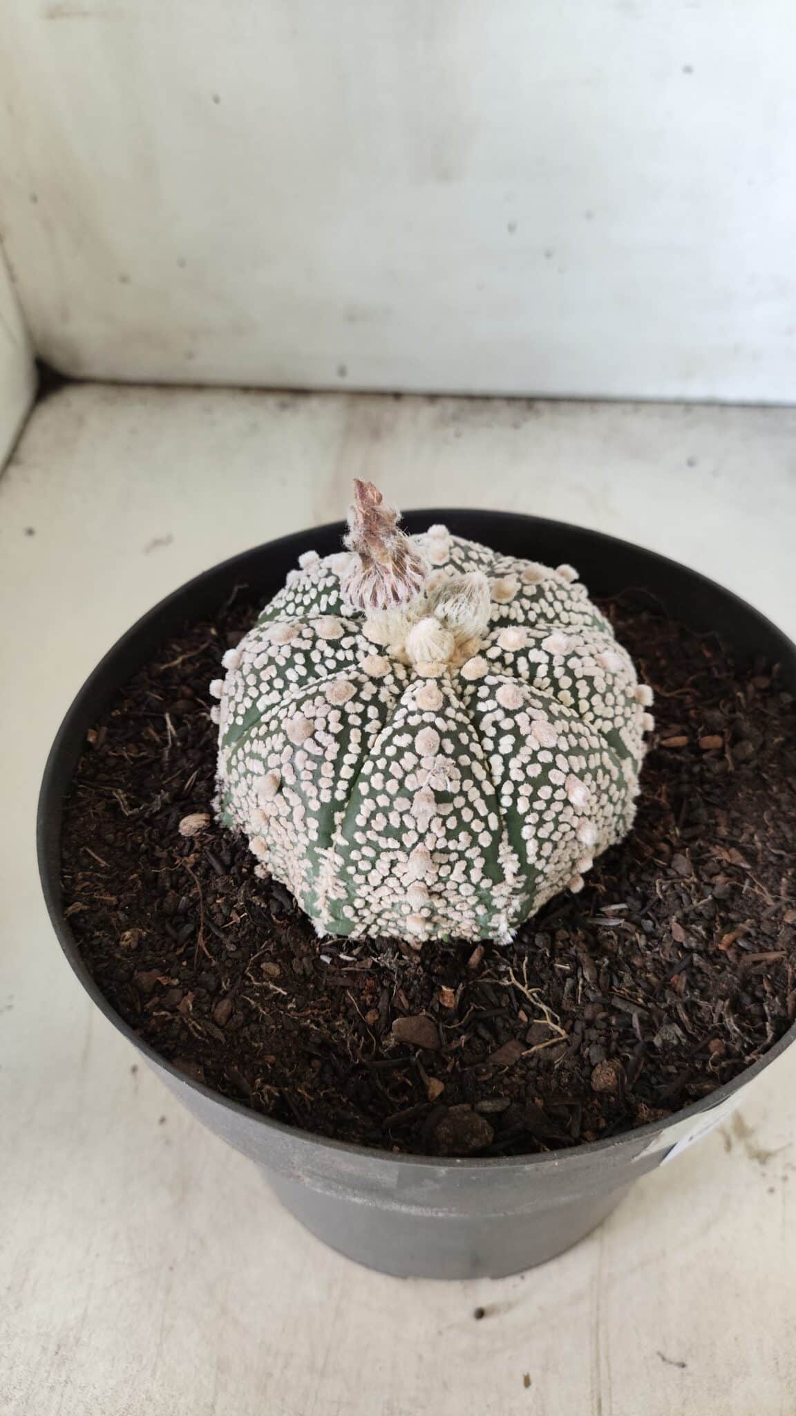 MATRIZ ASTROPHYTUM ASTERIAS SUPER KABUTO Nº 71 – vaso 17