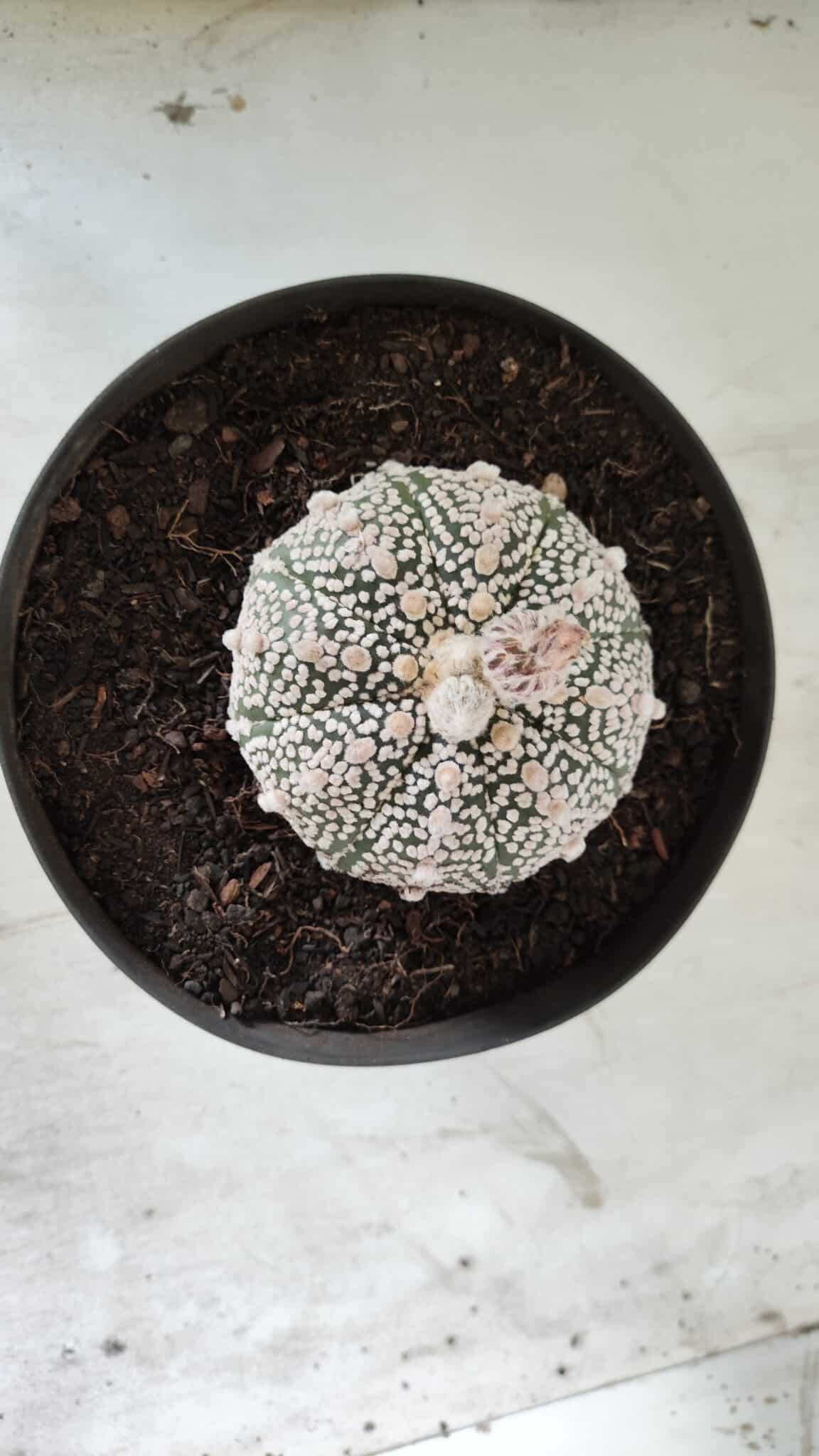 MATRIZ ASTROPHYTUM ASTERIAS SUPER KABUTO Nº 71 – vaso 17