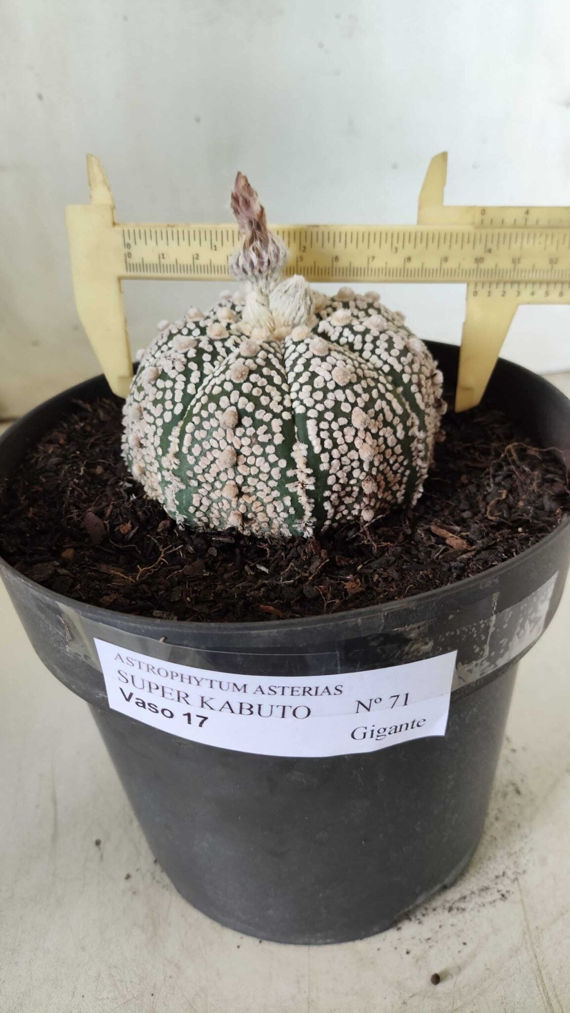 MATRIZ ASTROPHYTUM ASTERIAS SUPER KABUTO Nº 71 – vaso 17