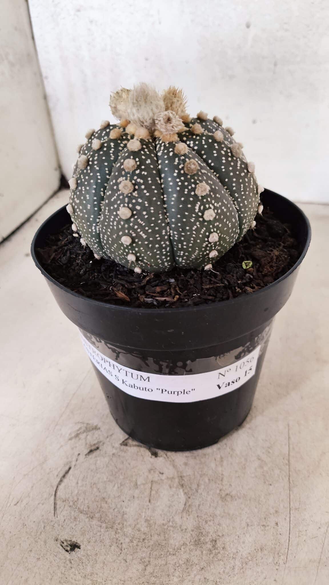 ASTROPHYTUM ASTERIAS SUPER KABUTO "PURPLE" Nº 1056 – vaso 15 - foto 2