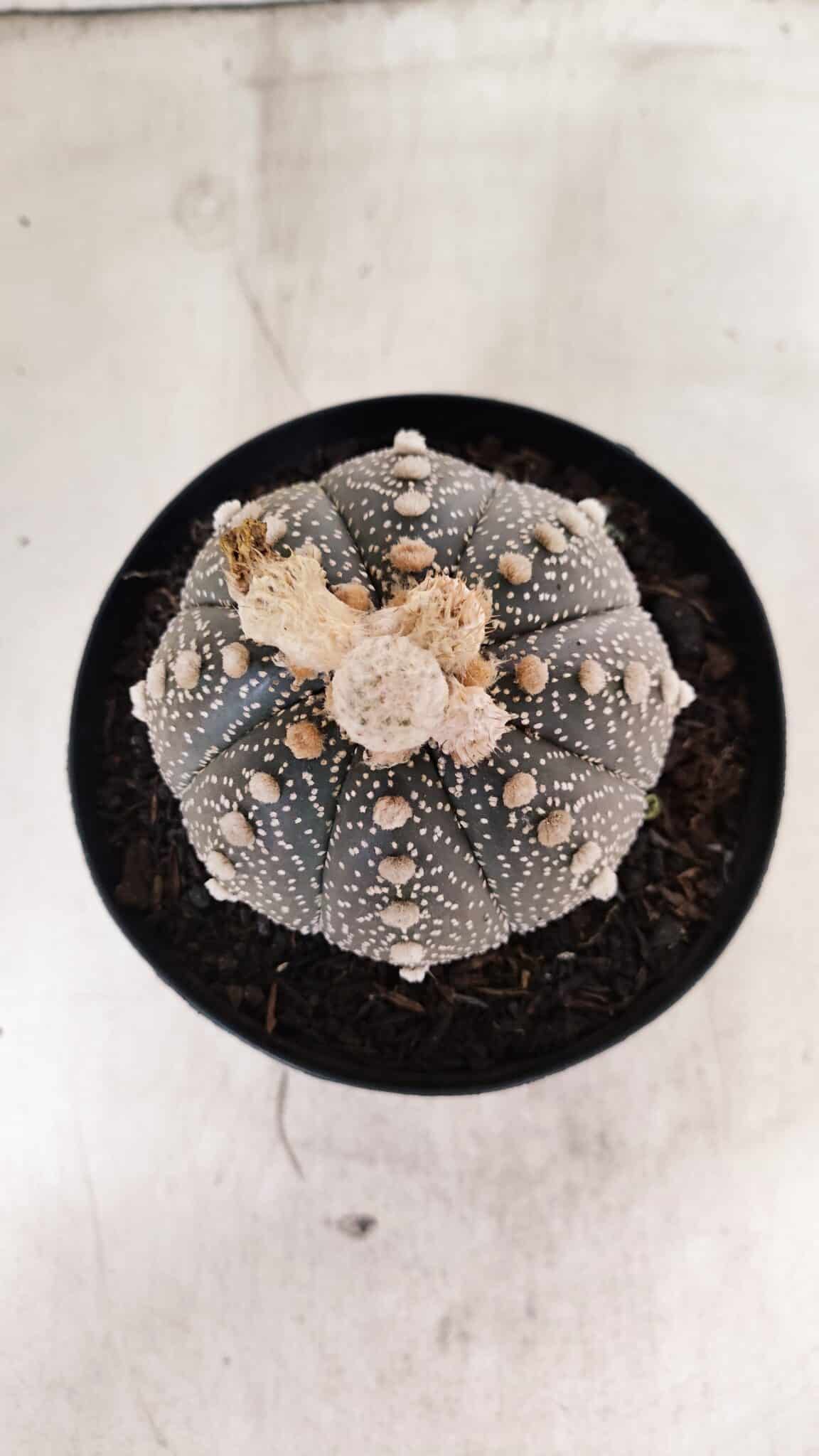 ASTROPHYTUM ASTERIAS SUPER KABUTO "PURPLE" Nº 1056 – vaso 15 - foto 3