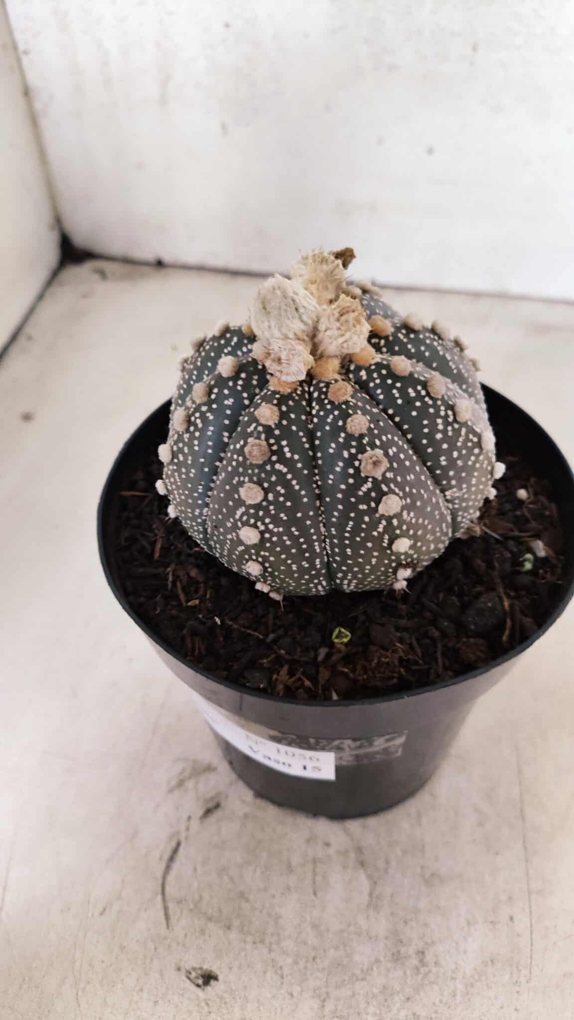 ASTROPHYTUM ASTERIAS SUPER KABUTO "PURPLE" Nº 1056 – vaso 15 - foto 9