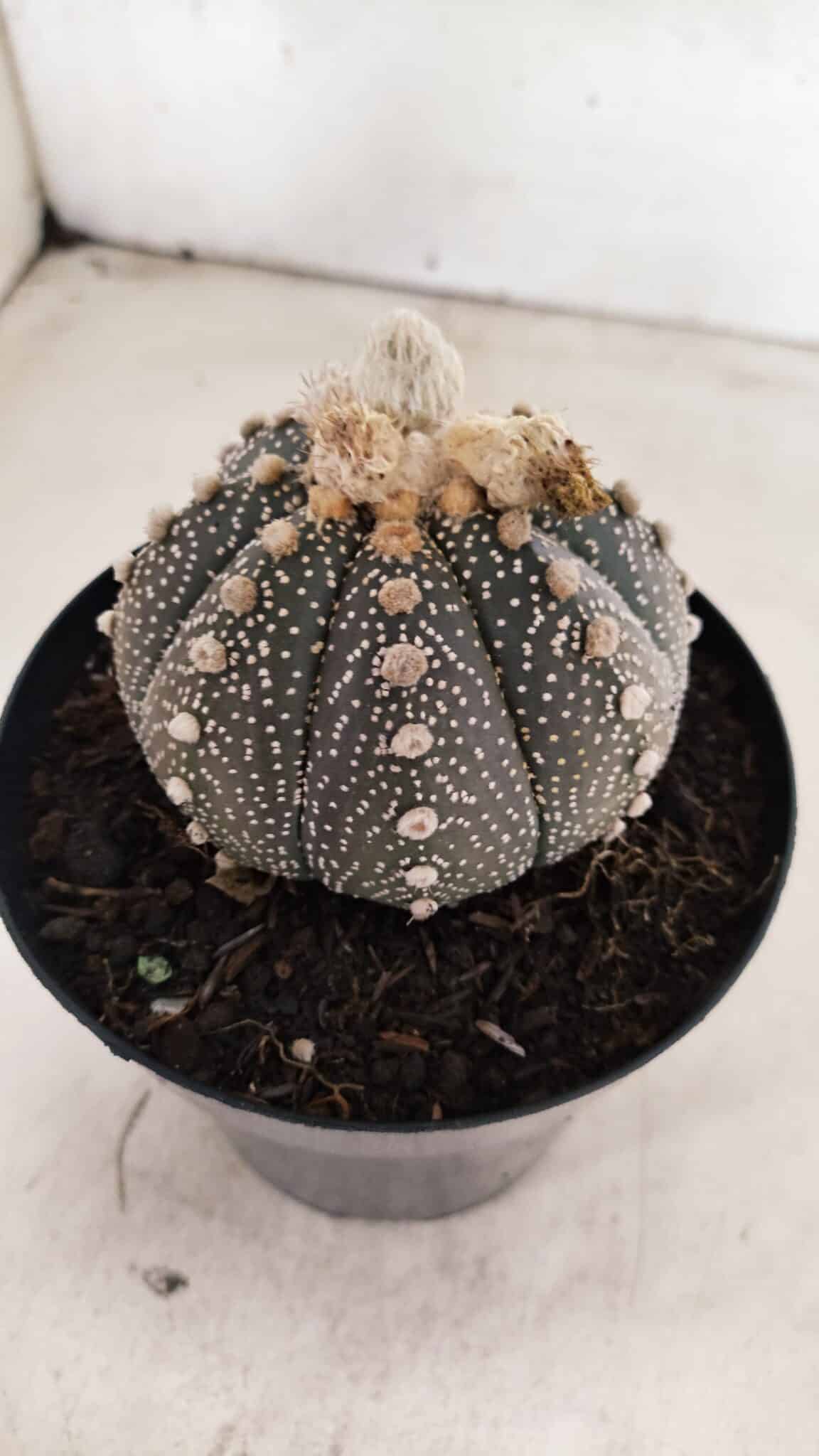 ASTROPHYTUM ASTERIAS SUPER KABUTO "PURPLE" Nº 1056 – vaso 15 - foto 8