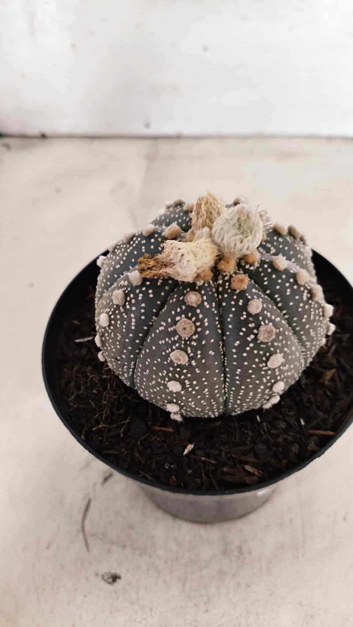 ASTROPHYTUM ASTERIAS SUPER KABUTO "PURPLE" Nº 1056 – vaso 15 - foto 7