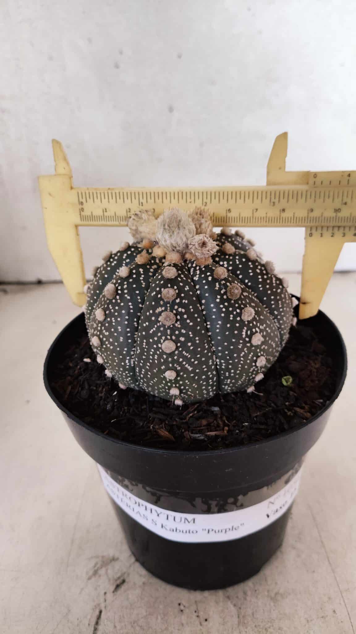 ASTROPHYTUM ASTERIAS SUPER KABUTO "PURPLE" Nº 1056 – vaso 15 - foto 4
