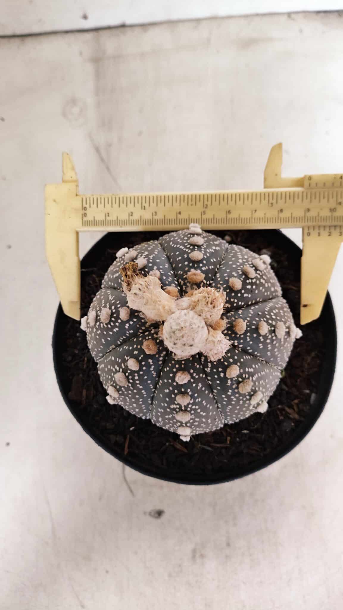 ASTROPHYTUM ASTERIAS SUPER KABUTO "PURPLE" Nº 1056 – vaso 15 - foto 5